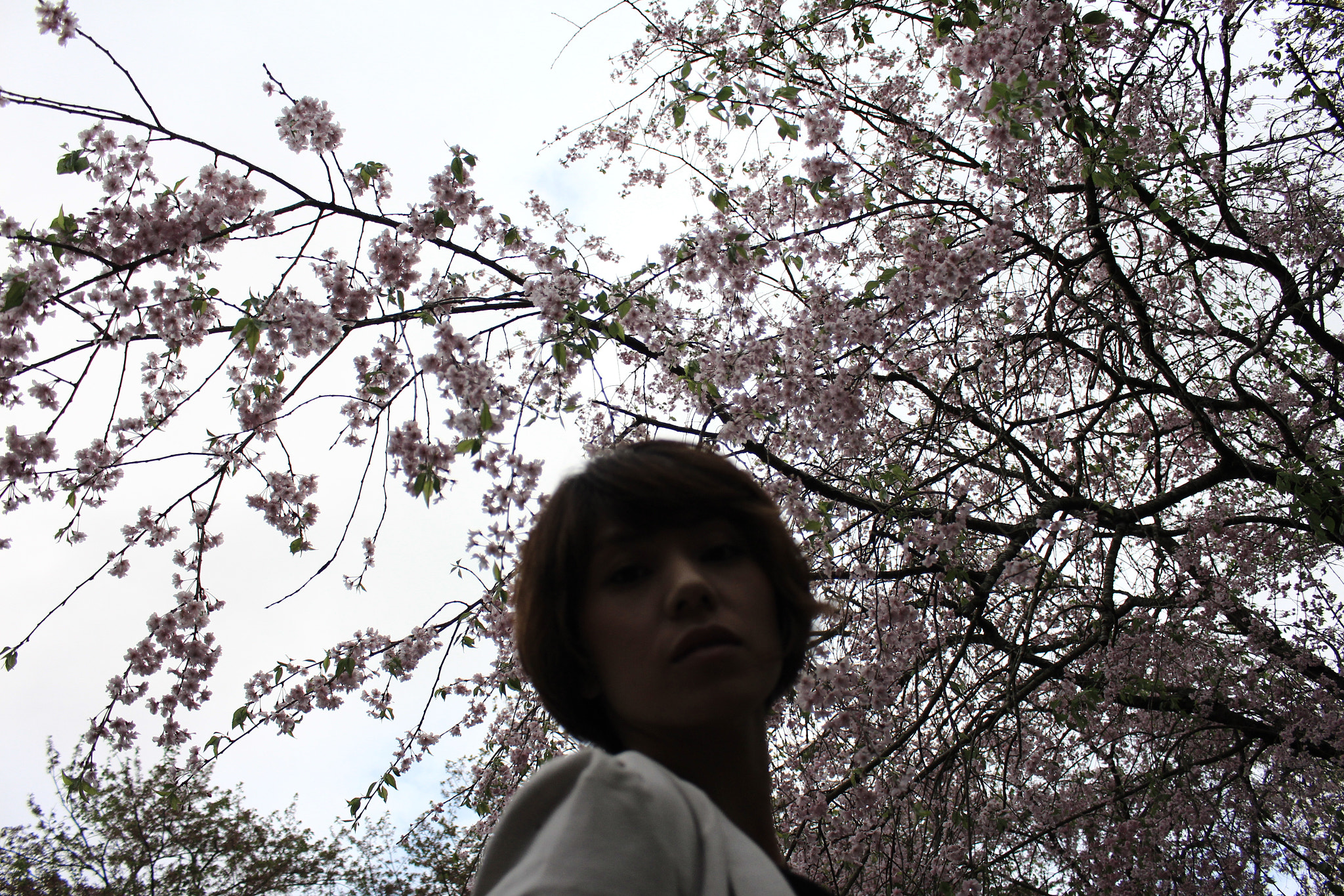 Canon EOS 700D (EOS Rebel T5i / EOS Kiss X7i) + Canon EF-S 18-55mm F3.5-5.6 IS STM sample photo. Haruka / 115 桜 photography