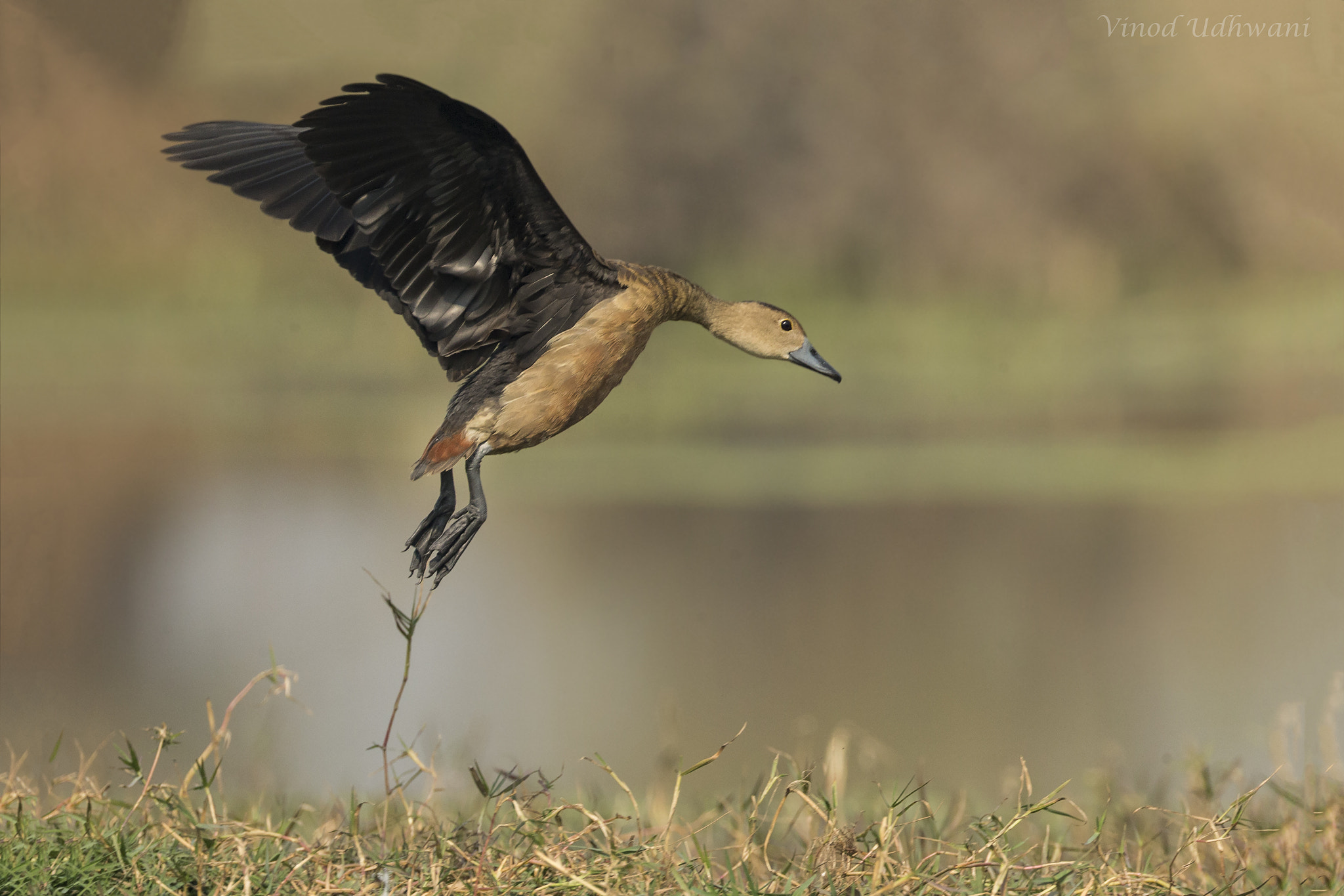 Canon EOS-1D X + Canon EF 800mm F5.6L IS USM sample photo. Lesser whistling duck photography