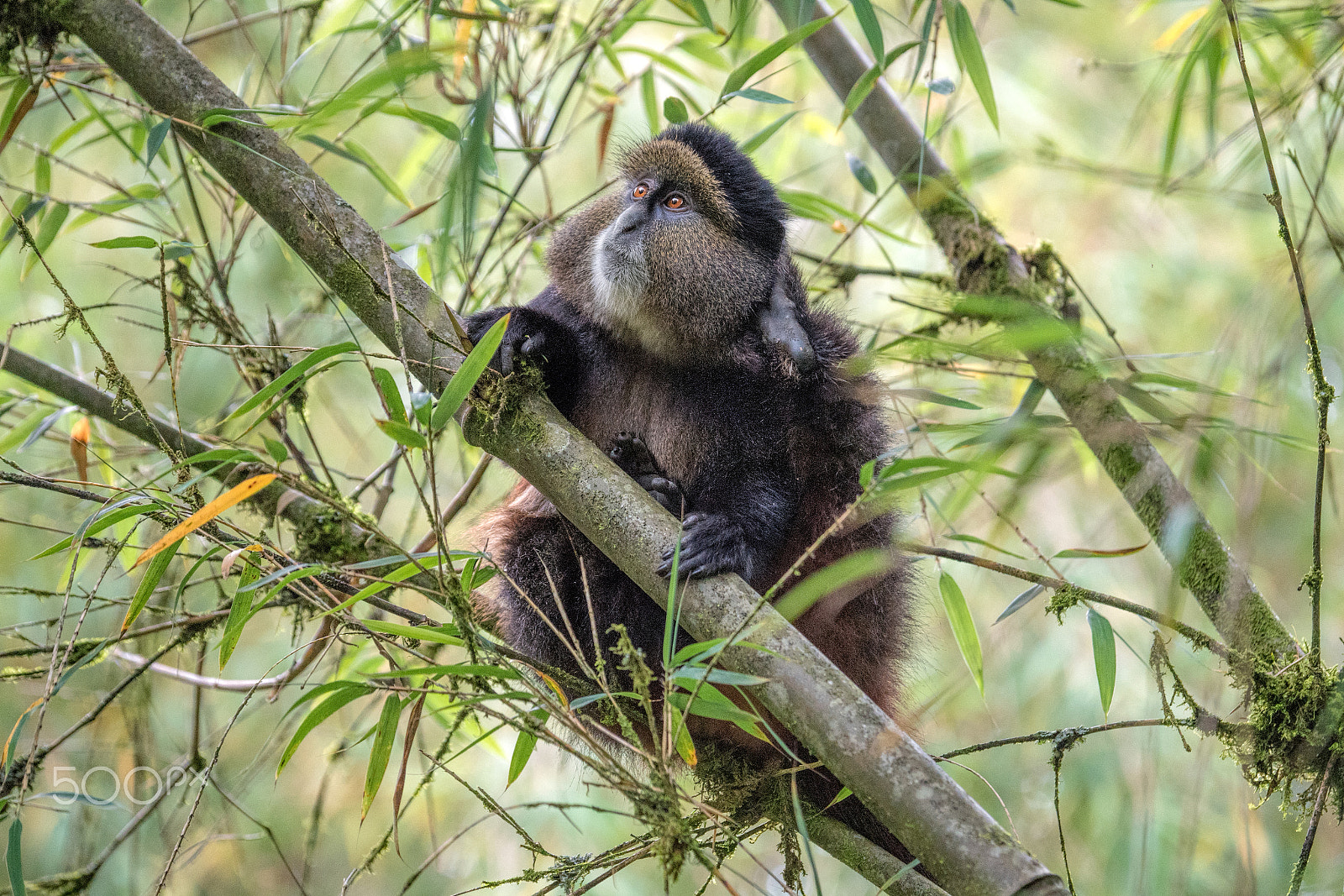 Nikon D5 sample photo. Golden monkey photography