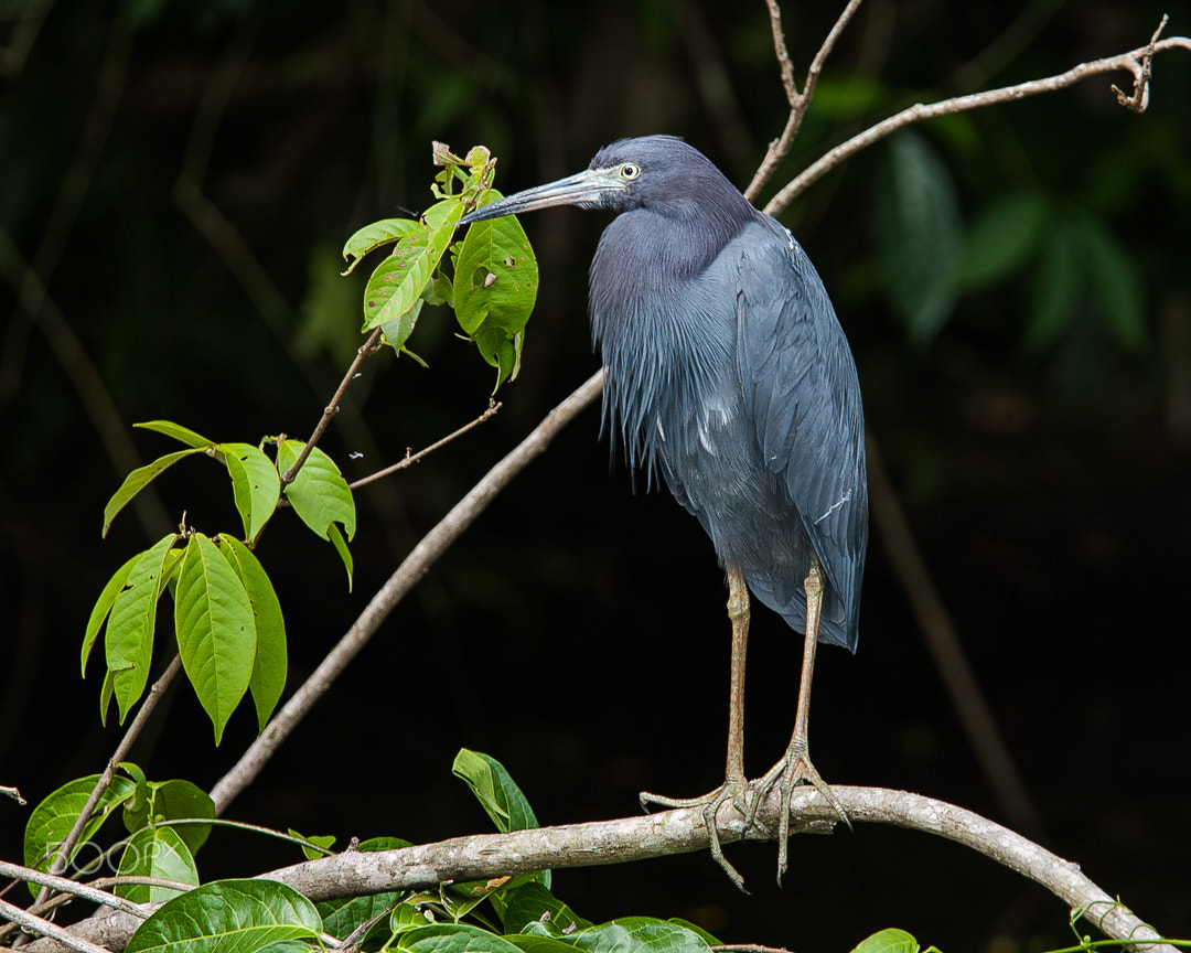 Canon EF 70-200mm F4L IS USM sample photo. Little blue heron photography