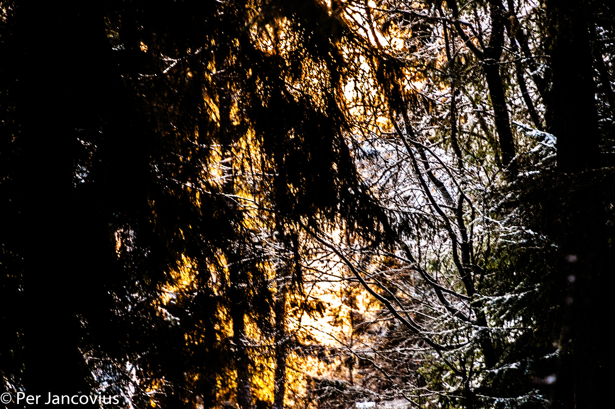 Canon EOS 40D sample photo. Deep and dark forest photography