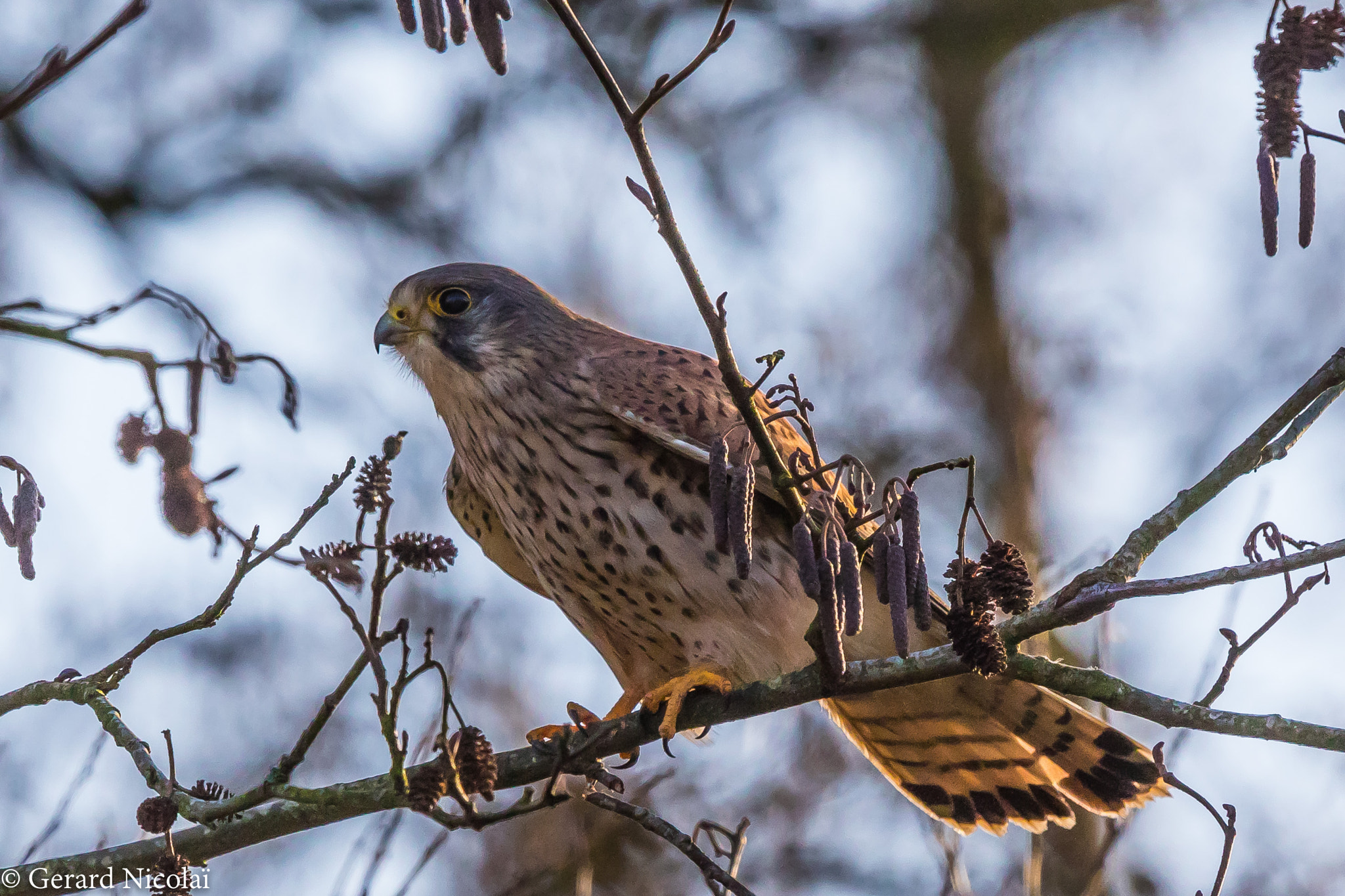 Canon EF 300mm F2.8L IS USM sample photo. Kestrel in a tree photography
