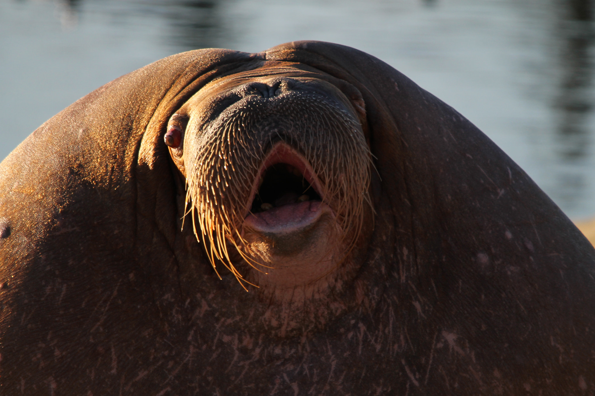 Sigma 150-500mm F5-6.3 DG OS HSM sample photo. Fat walrus photography