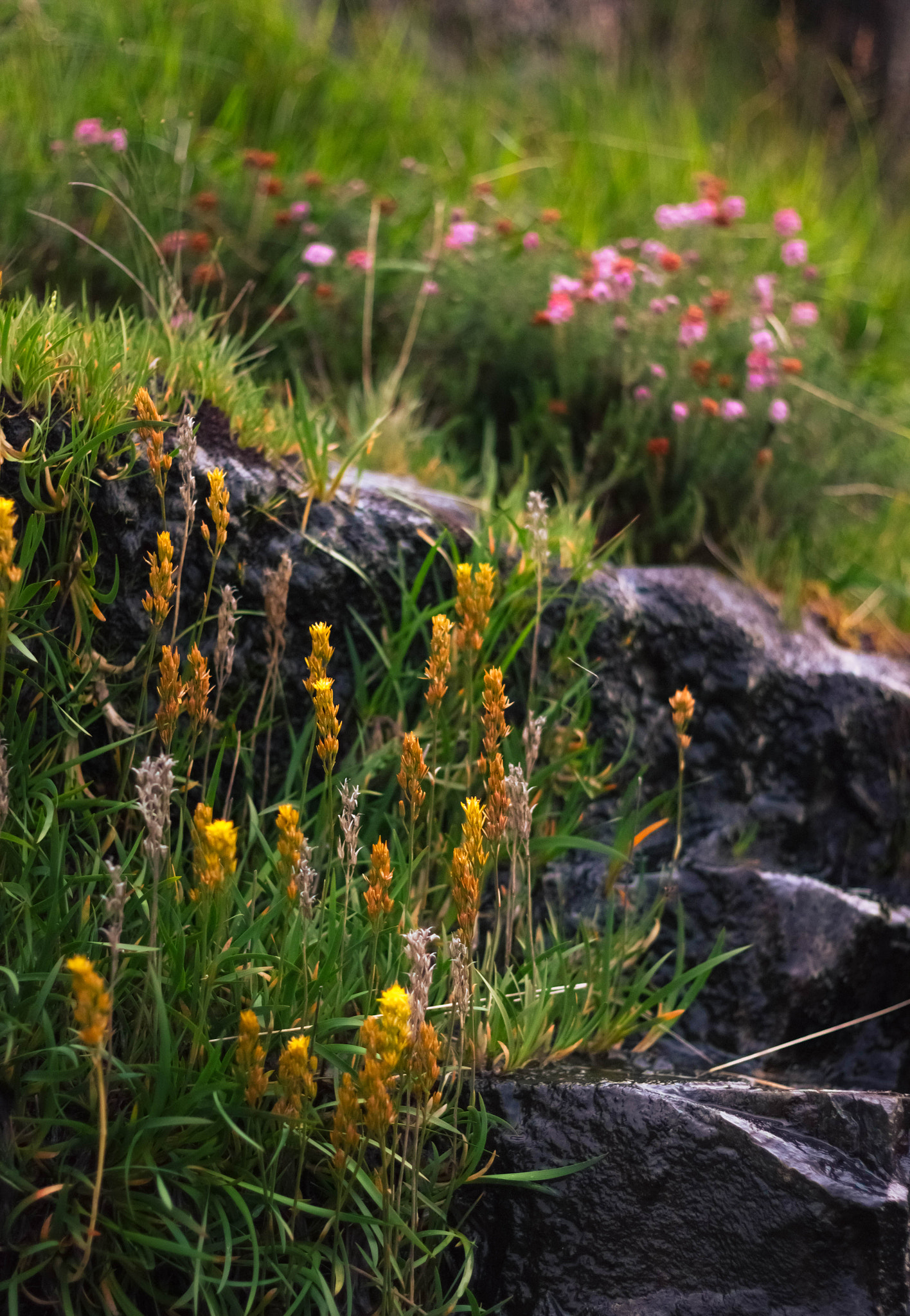 Canon EOS 550D (EOS Rebel T2i / EOS Kiss X4) sample photo. Alpine flowers photography