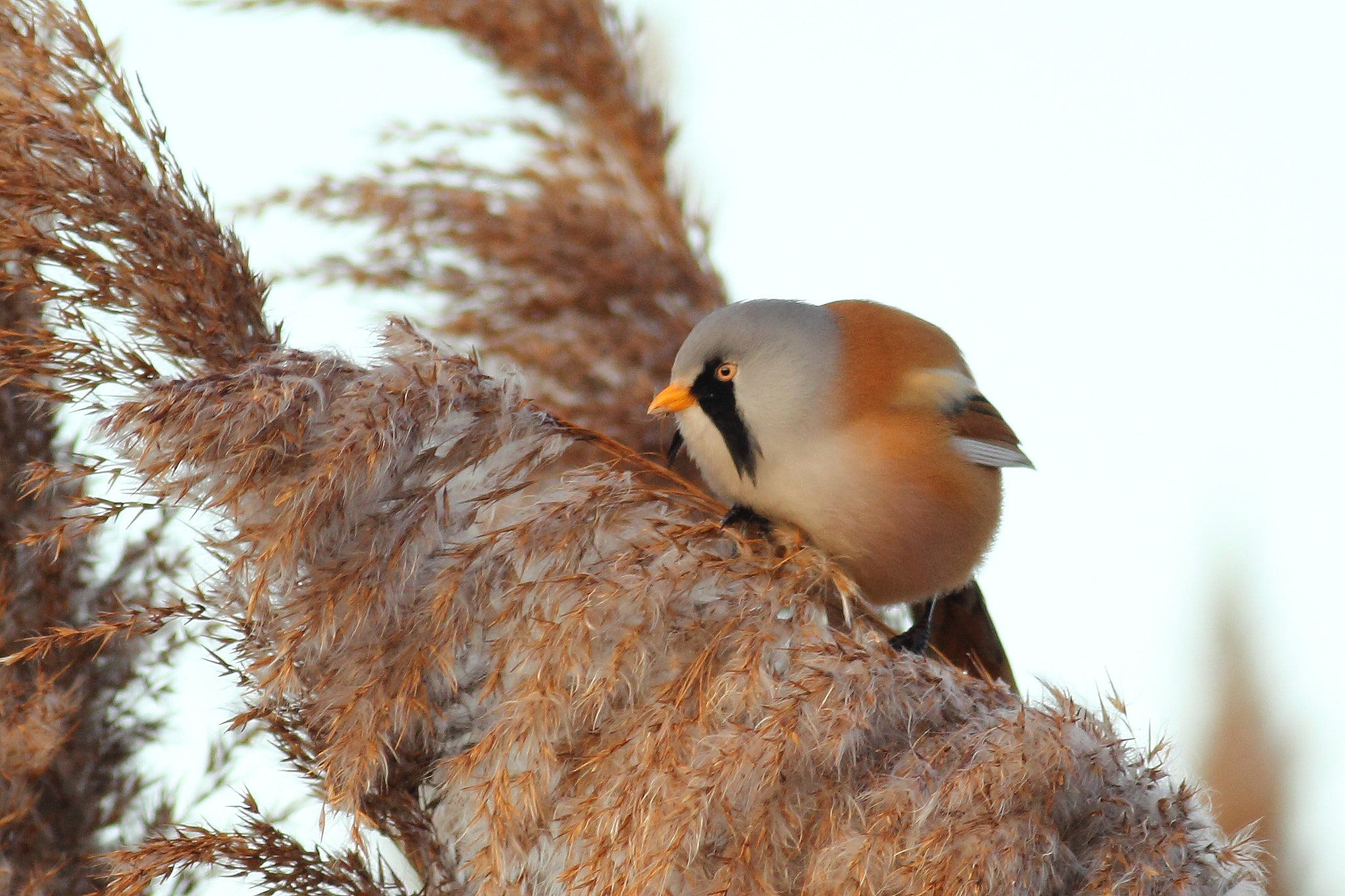 Canon EOS 60D + Canon EF 400mm F5.6L USM sample photo. A bearded reedling. photography