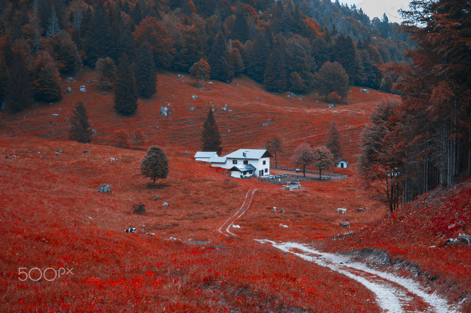 Nikon D70s sample photo. Italy photography