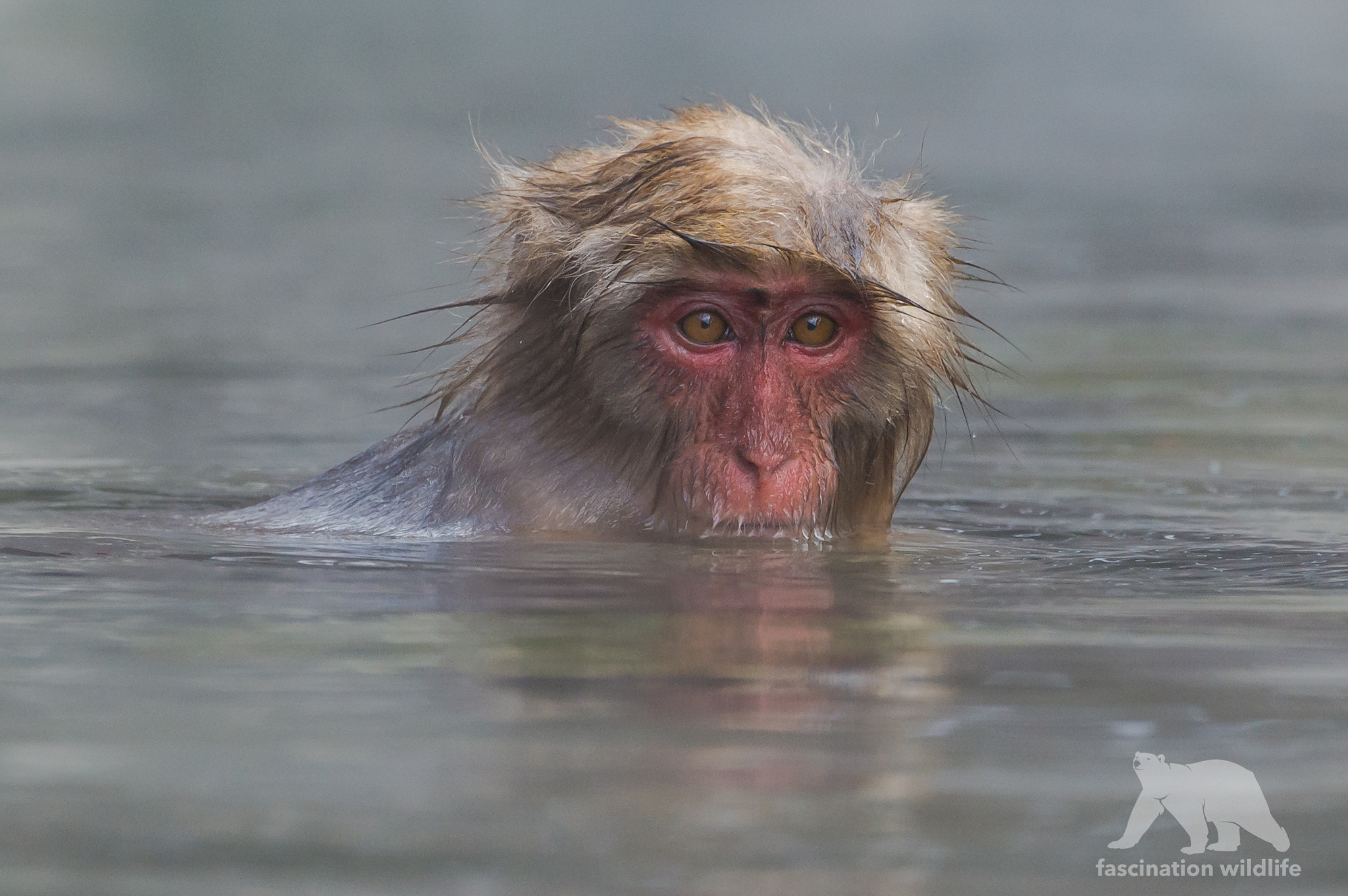 Nikon D4S sample photo. Monkey spa photography