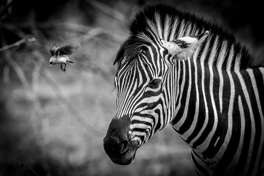 Nikon AF-S Nikkor 600mm F4E FL ED VR sample photo. Red billed oxpecker in flight photography
