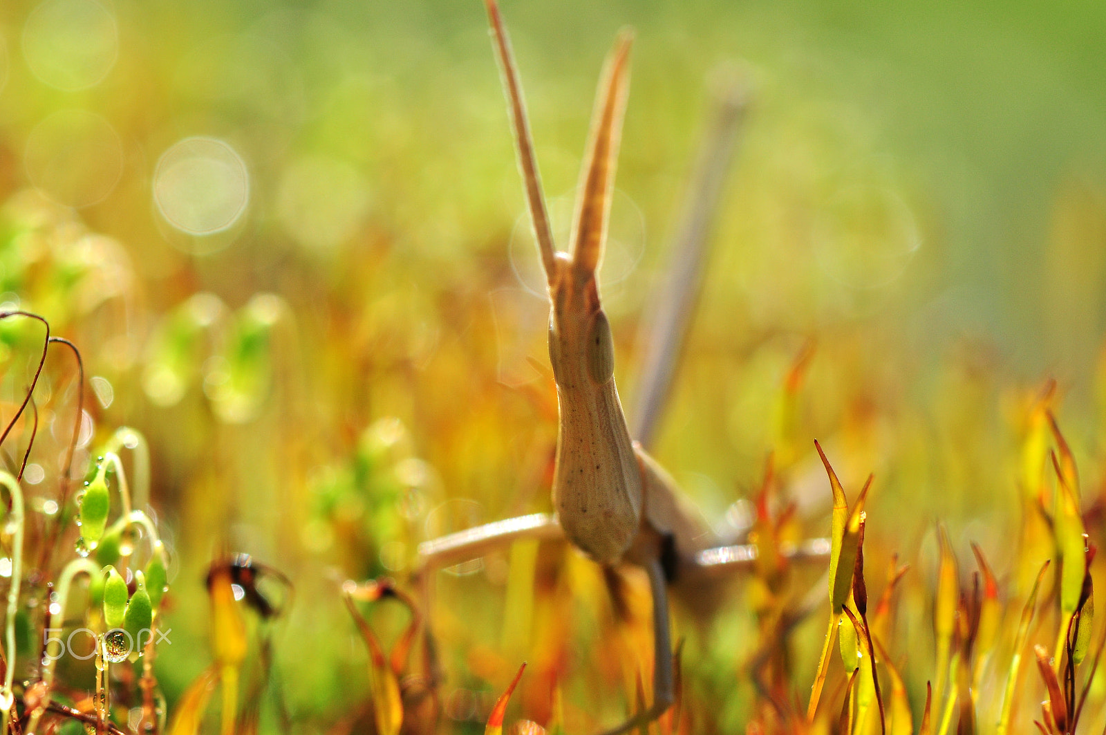 Nikon AF-S Micro-Nikkor 105mm F2.8G IF-ED VR sample photo. Puppy grasshopper :) photography