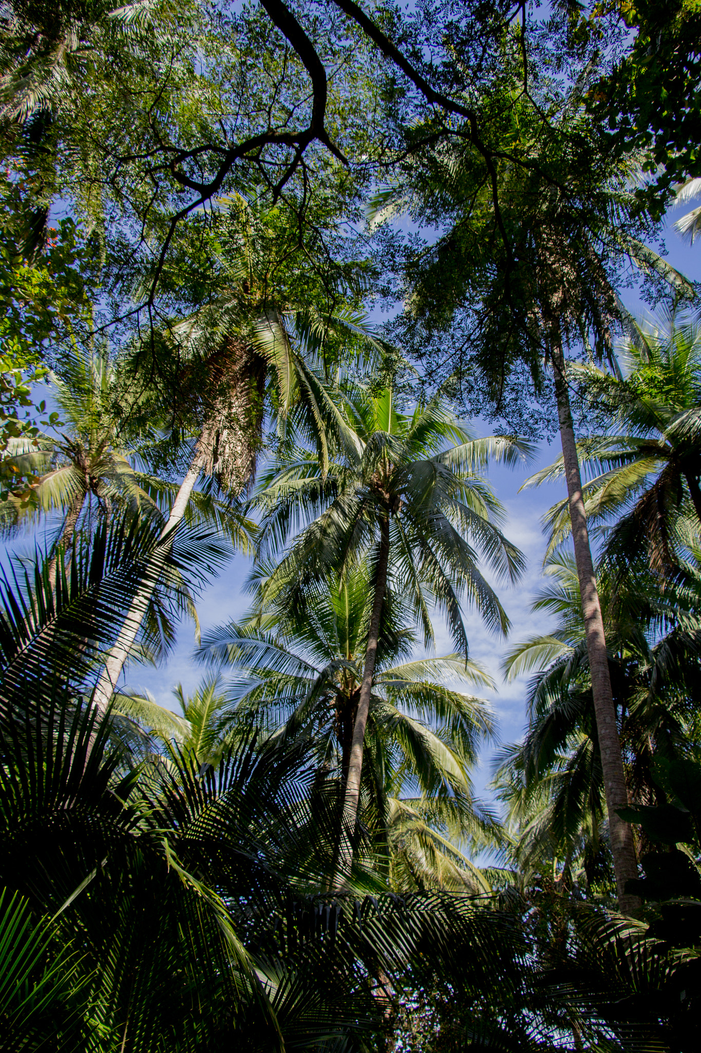 Canon EOS 1200D (EOS Rebel T5 / EOS Kiss X70 / EOS Hi) sample photo. Cahuitas - costa rica 2016 photography