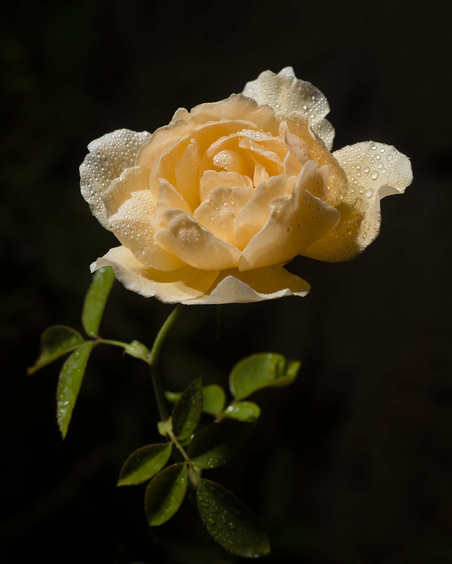 Nikon D800 sample photo. Rose photography