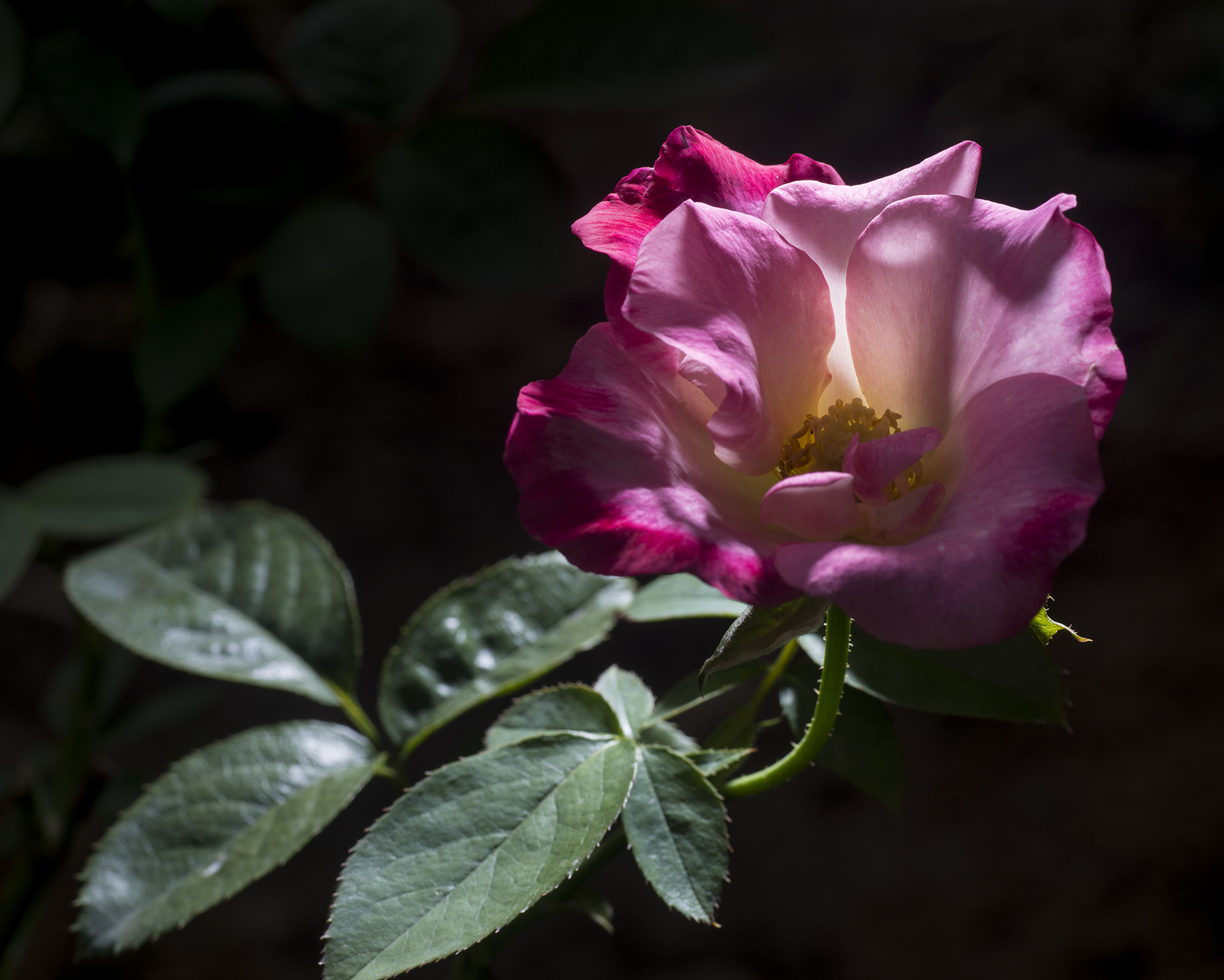 Nikon D800 sample photo. Rose photography