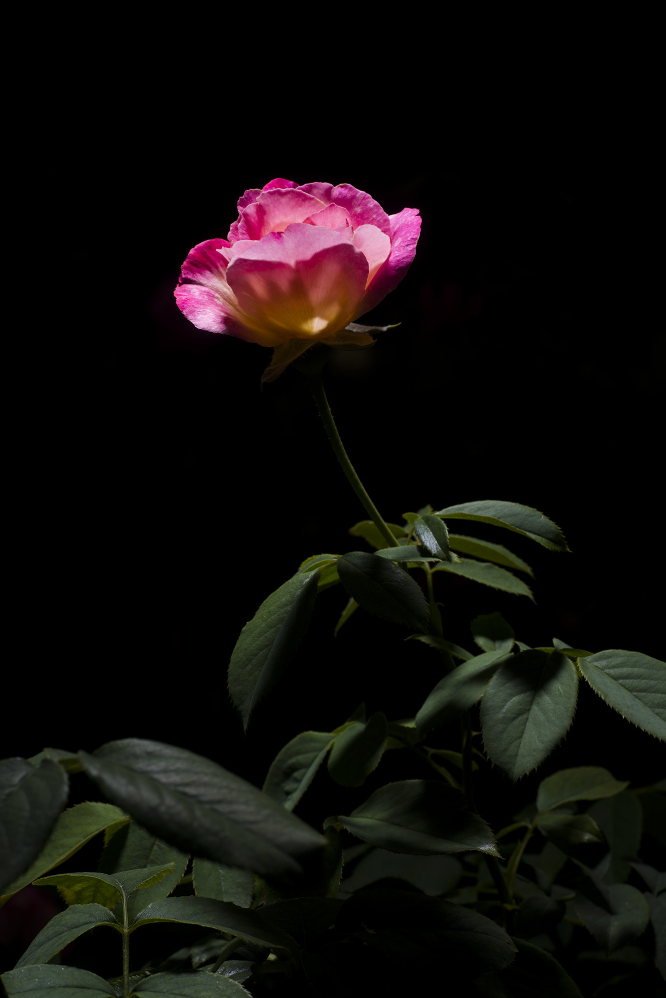 Nikon D800 sample photo. Rose photography