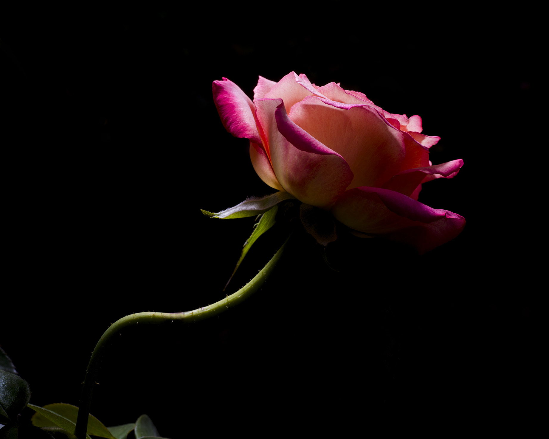 Nikon D800 sample photo. Rose photography