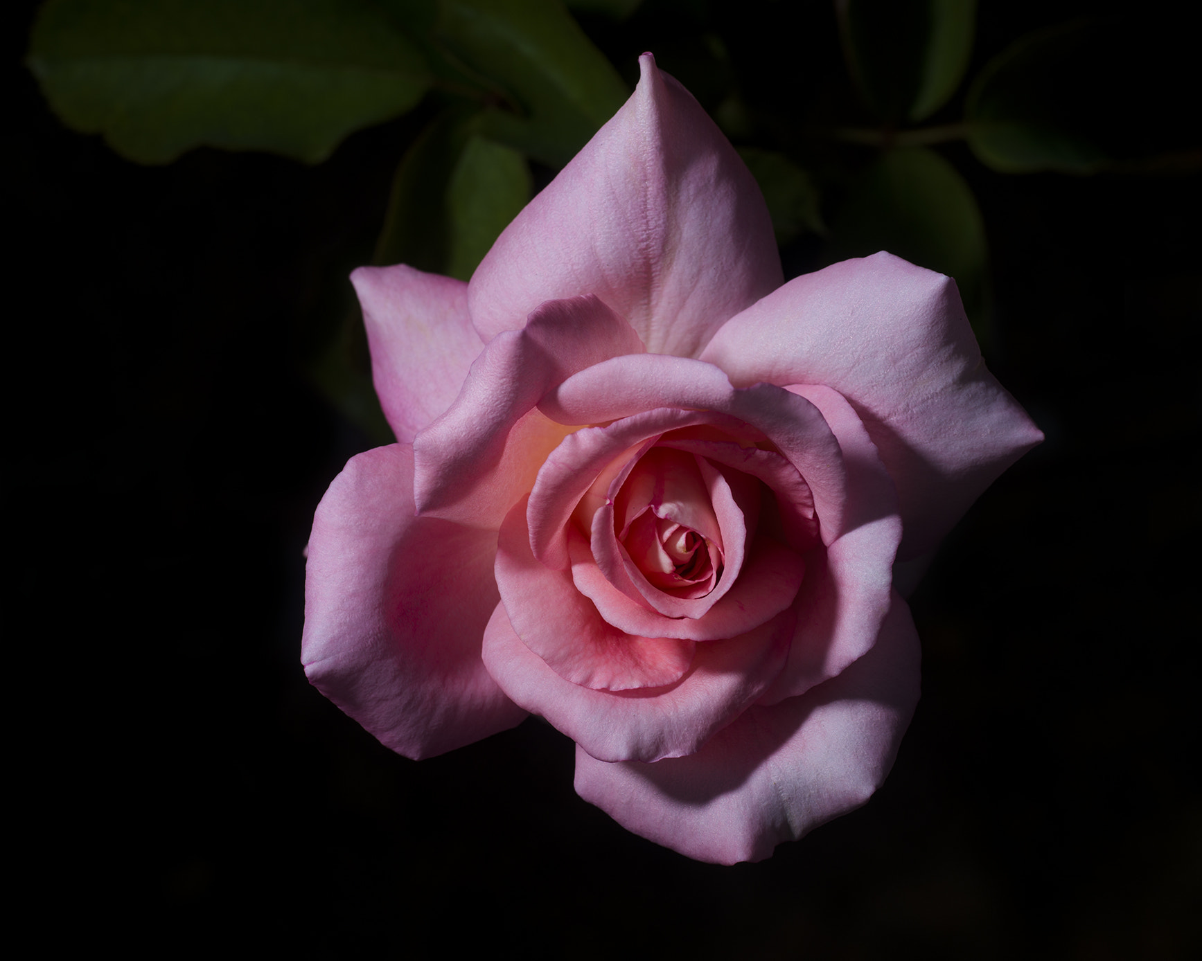 Nikon D800 sample photo. Rose photography