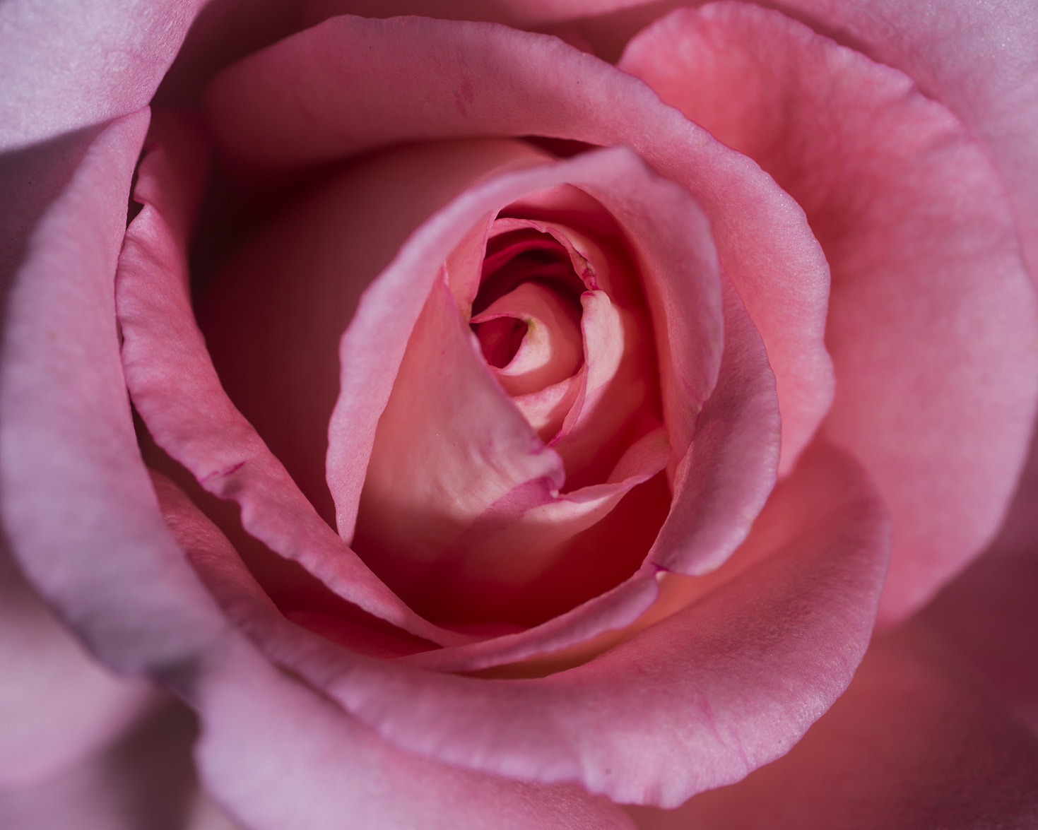 Nikon D800 sample photo. Rose photography