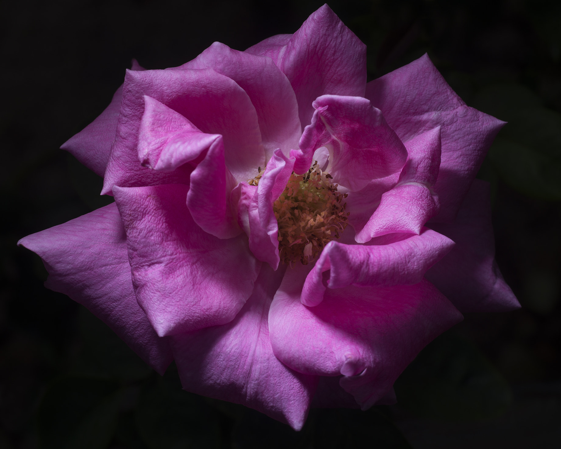 Nikon D800 sample photo. Rose photography