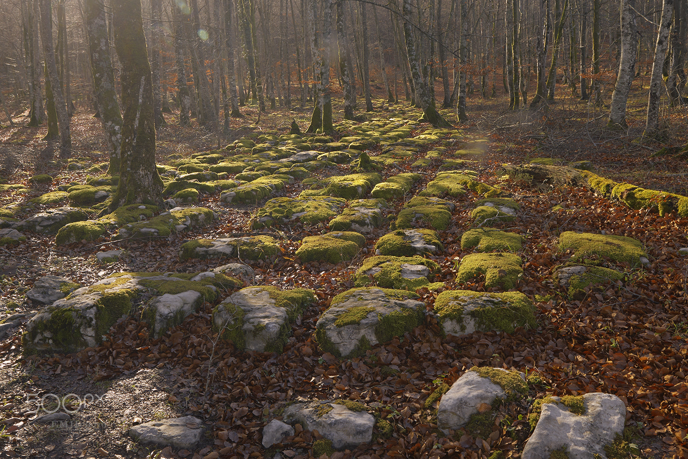 Canon EOS-1D Mark III sample photo. Winter light photography