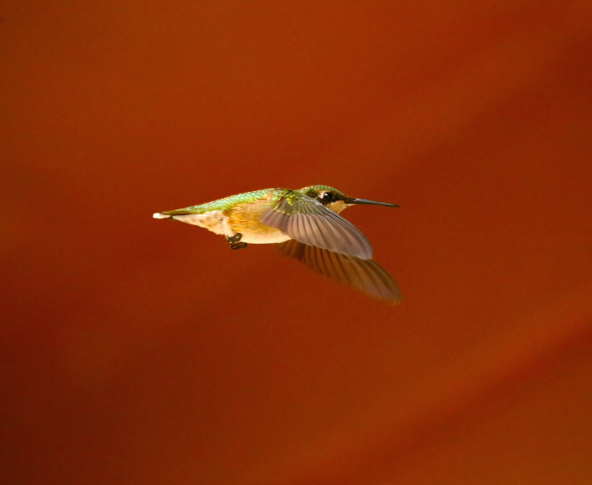Sigma 150-500mm F5-6.3 DG OS HSM sample photo. Incoming photography