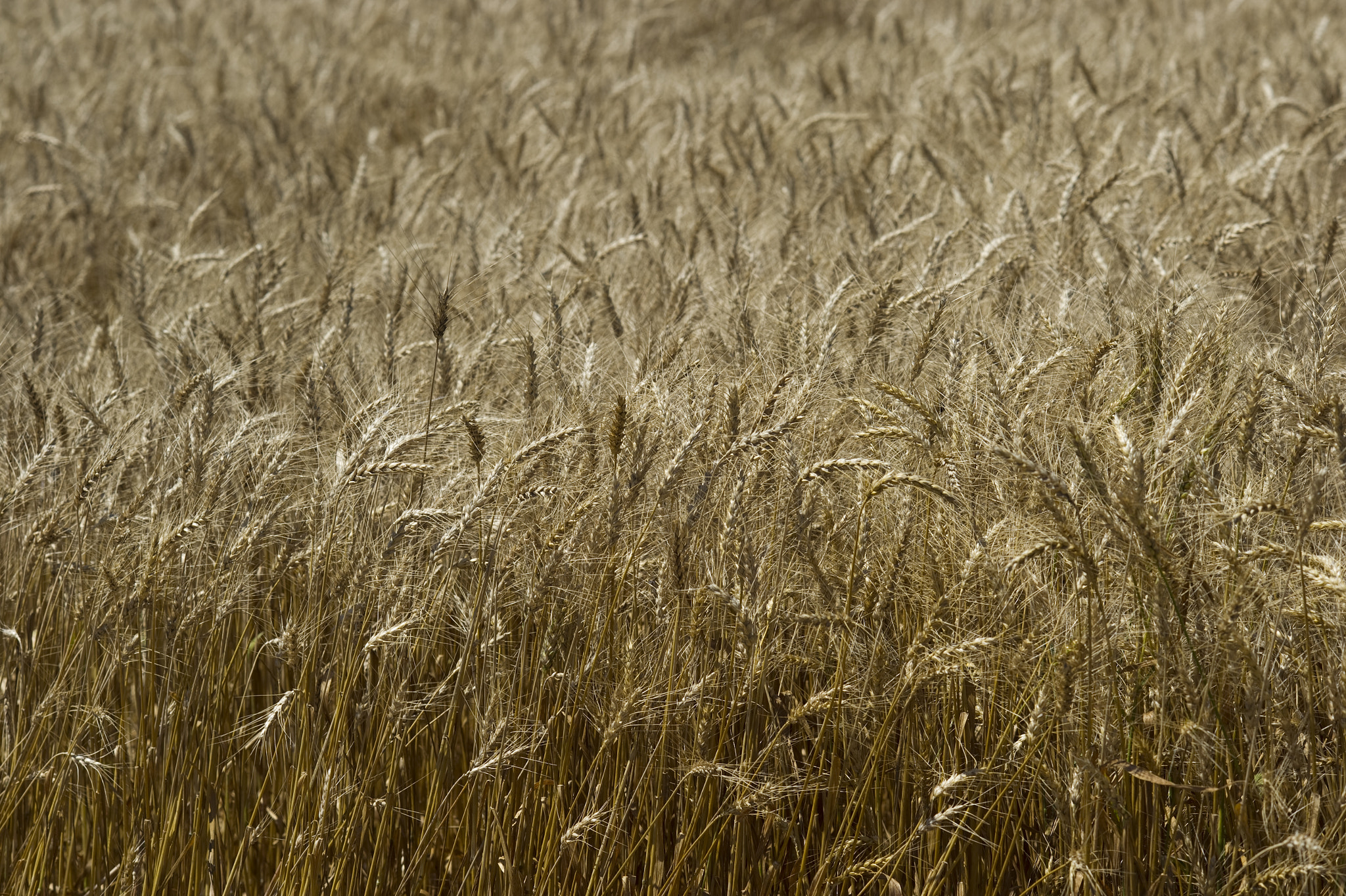 AF DC-Nikkor 135mm f/2 sample photo. Field of wheat photography