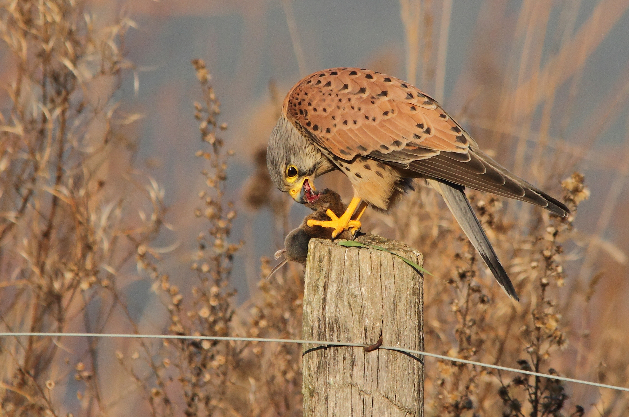 Sigma 150-500mm F5-6.3 DG OS HSM sample photo. Gheppio, kestrel  photography