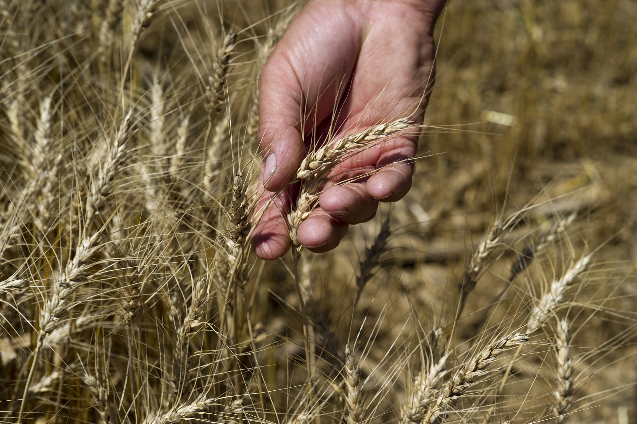 Nikon D3S + AF Nikkor 85mm f/1.8 sample photo. Field of wheat and hand photography