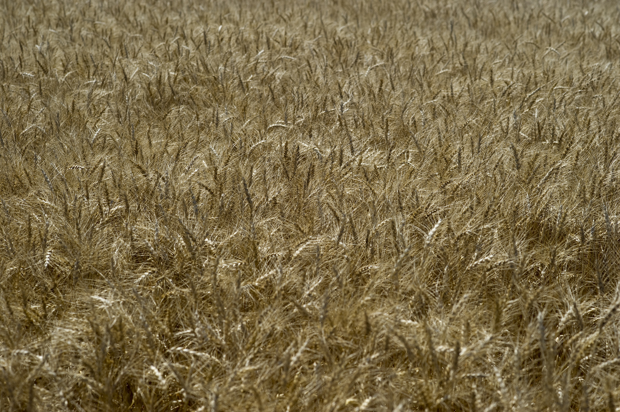 Nikon D3S sample photo. Field of wheat photography