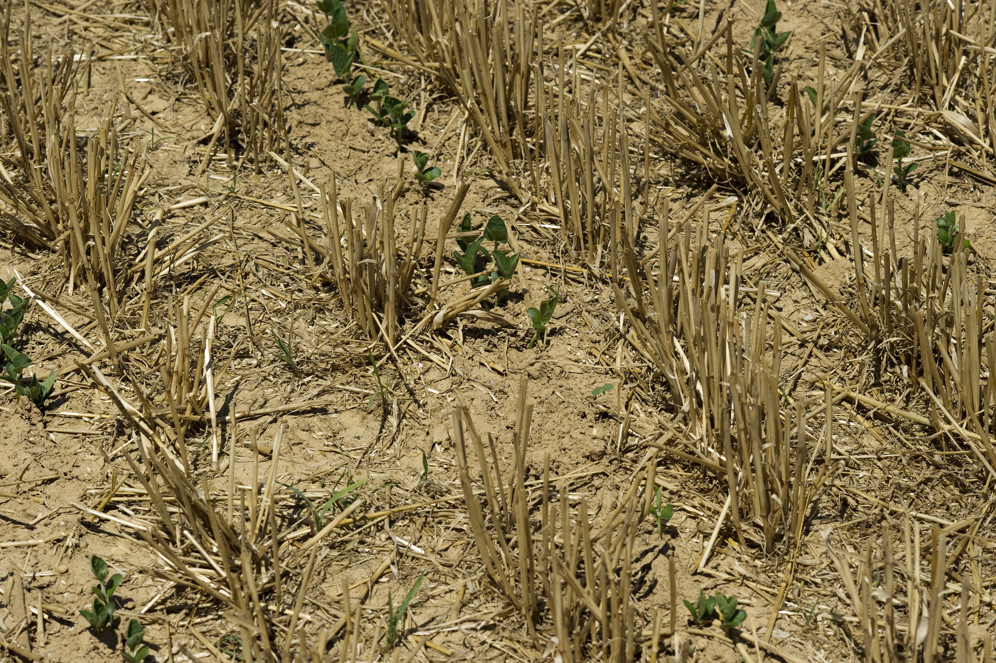 AF DC-Nikkor 135mm f/2 sample photo. Planted soybeans photography