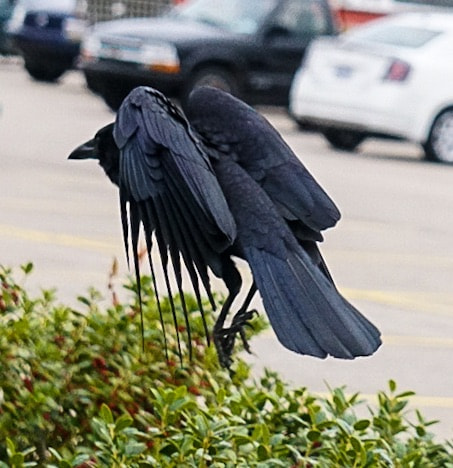 Sony a6300 + Sony E 55-210mm F4.5-6.3 OSS sample photo. Crow landing photography