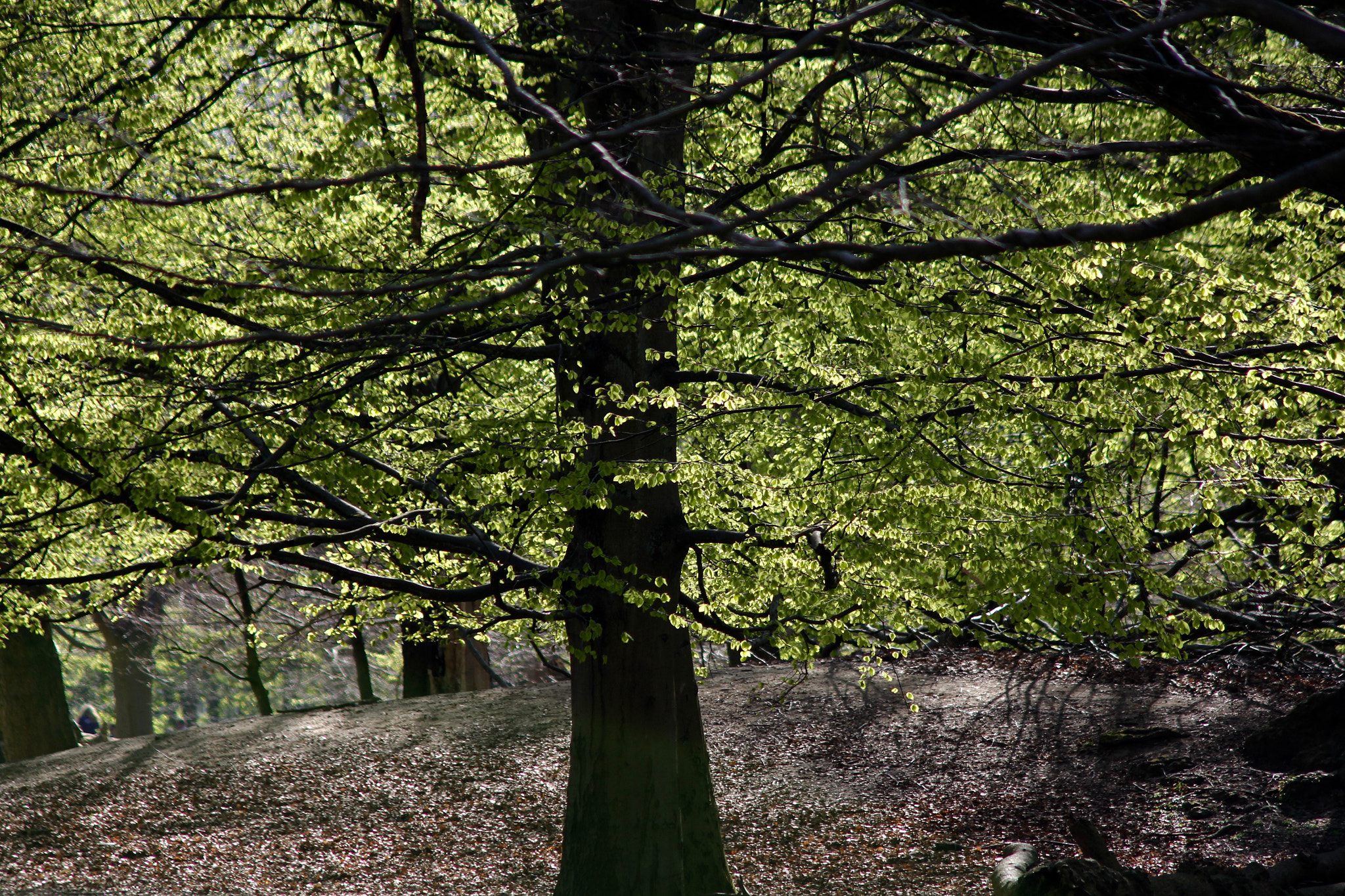 Canon EF 75-300mm F4.0-5.6 IS USM sample photo