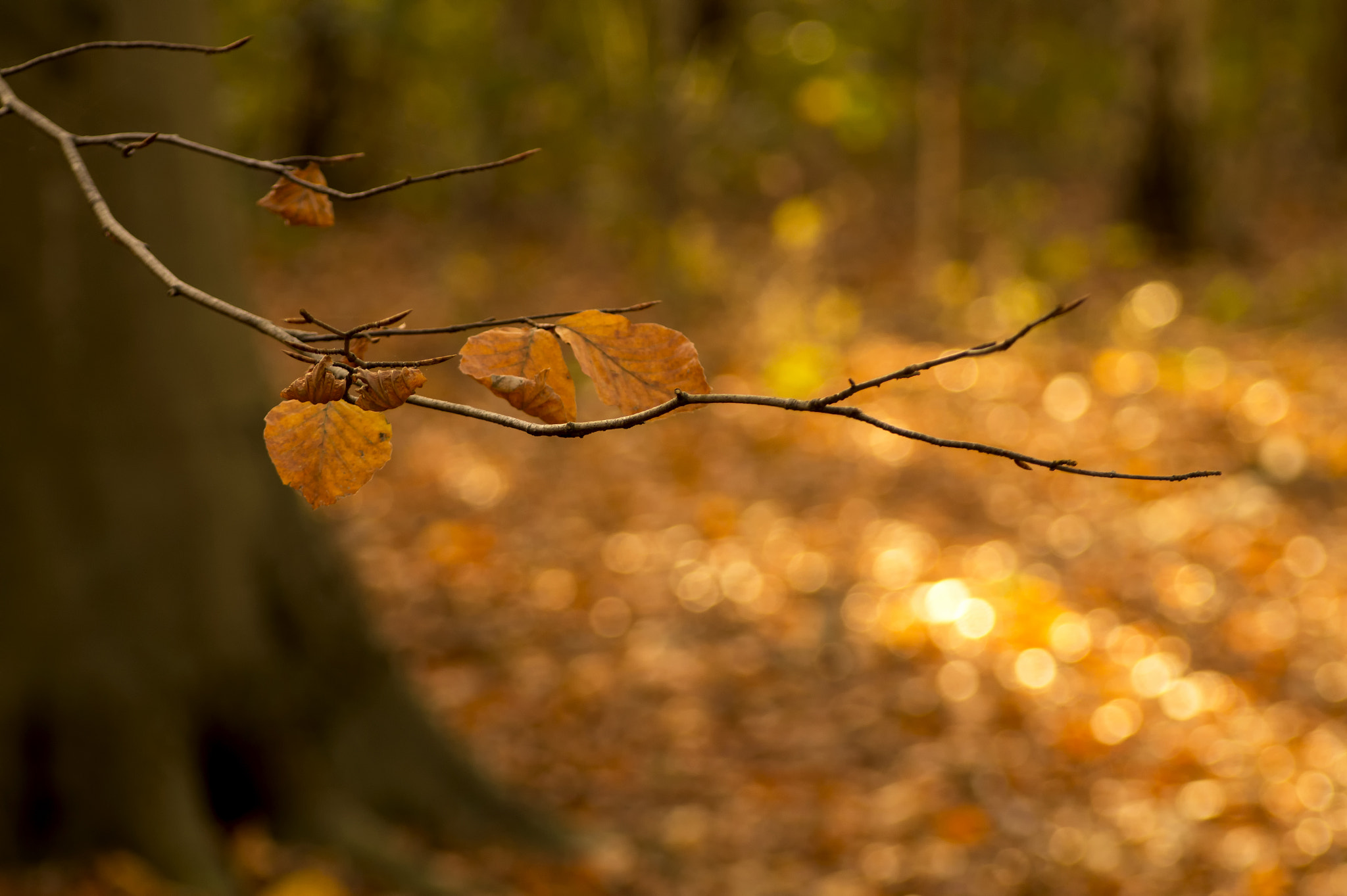 Sony SLT-A58 sample photo. Autumn glare photography