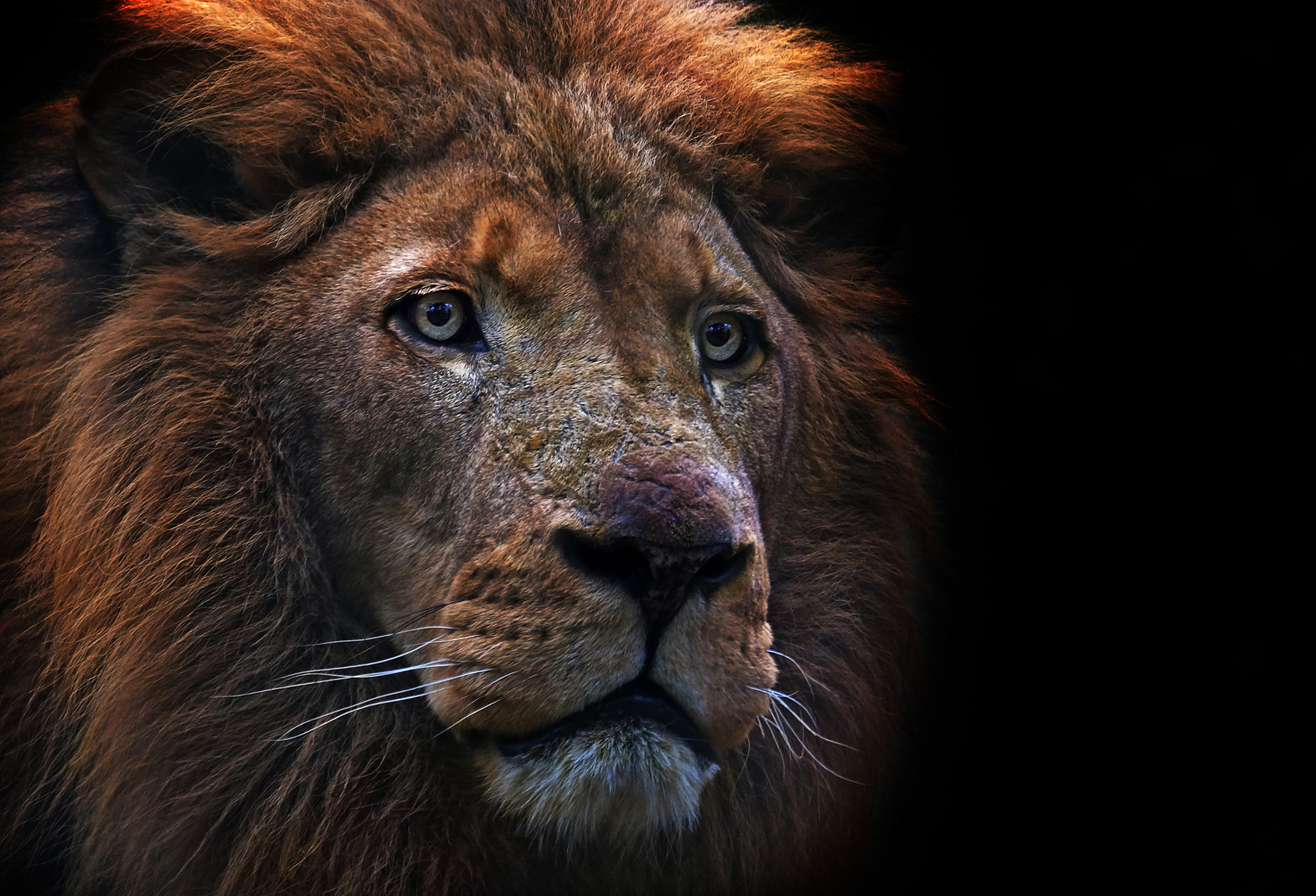 Sony 70-300mm F4.5-5.6 G SSM sample photo. Behold the predator photography