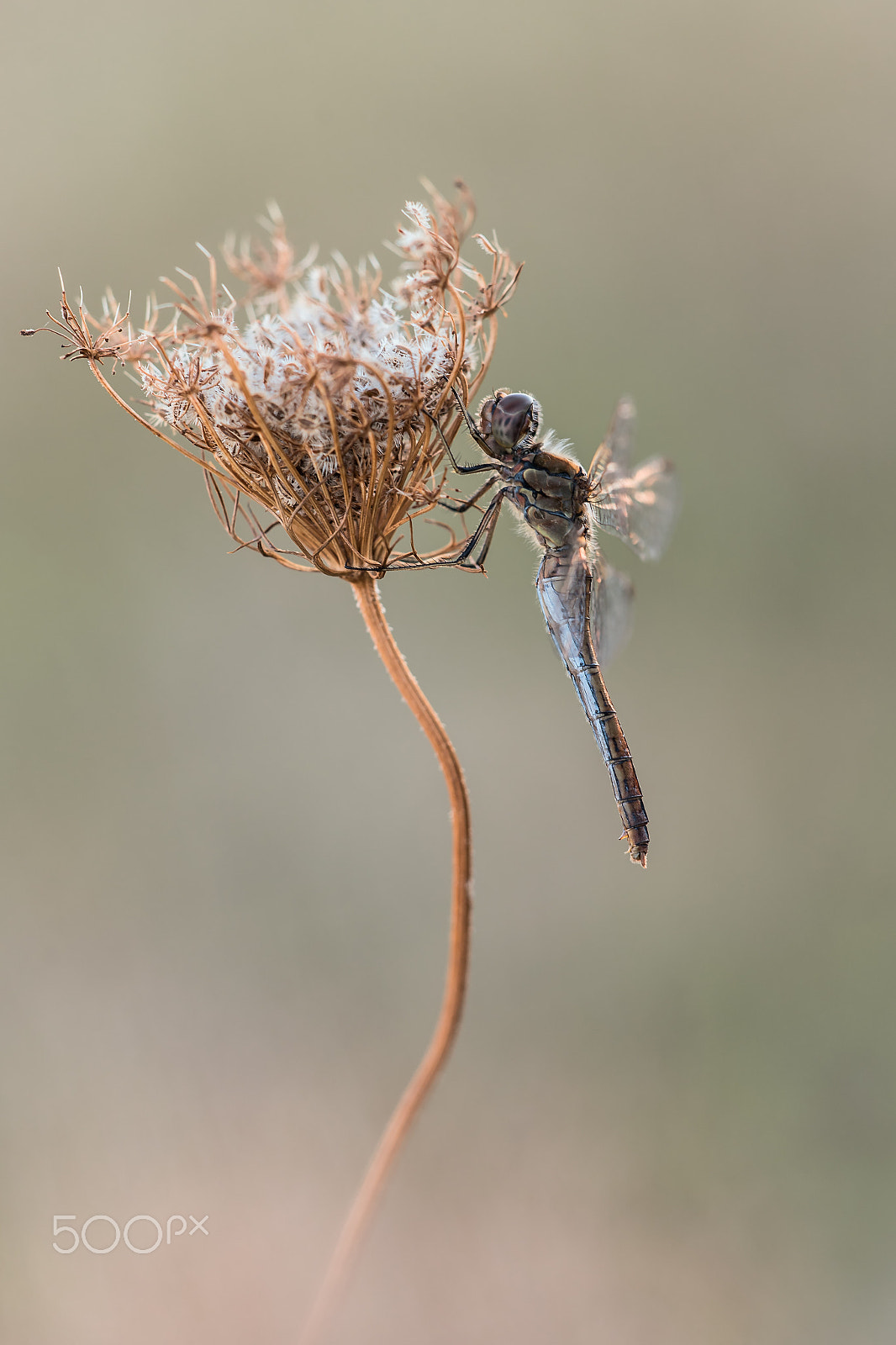 Sigma 150mm F2.8 EX DG Macro HSM sample photo. Sympetrum photography