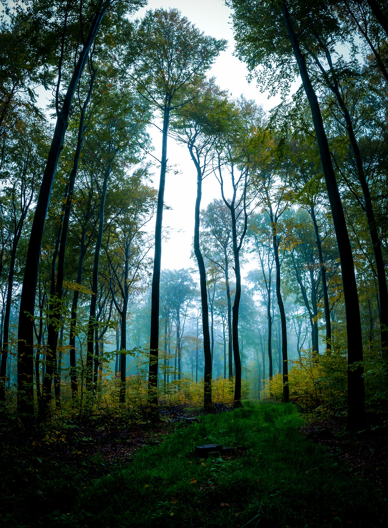 Nikon D600 + Nikon AF-S Nikkor 20mm F1.8G ED sample photo. Foggy forest photography