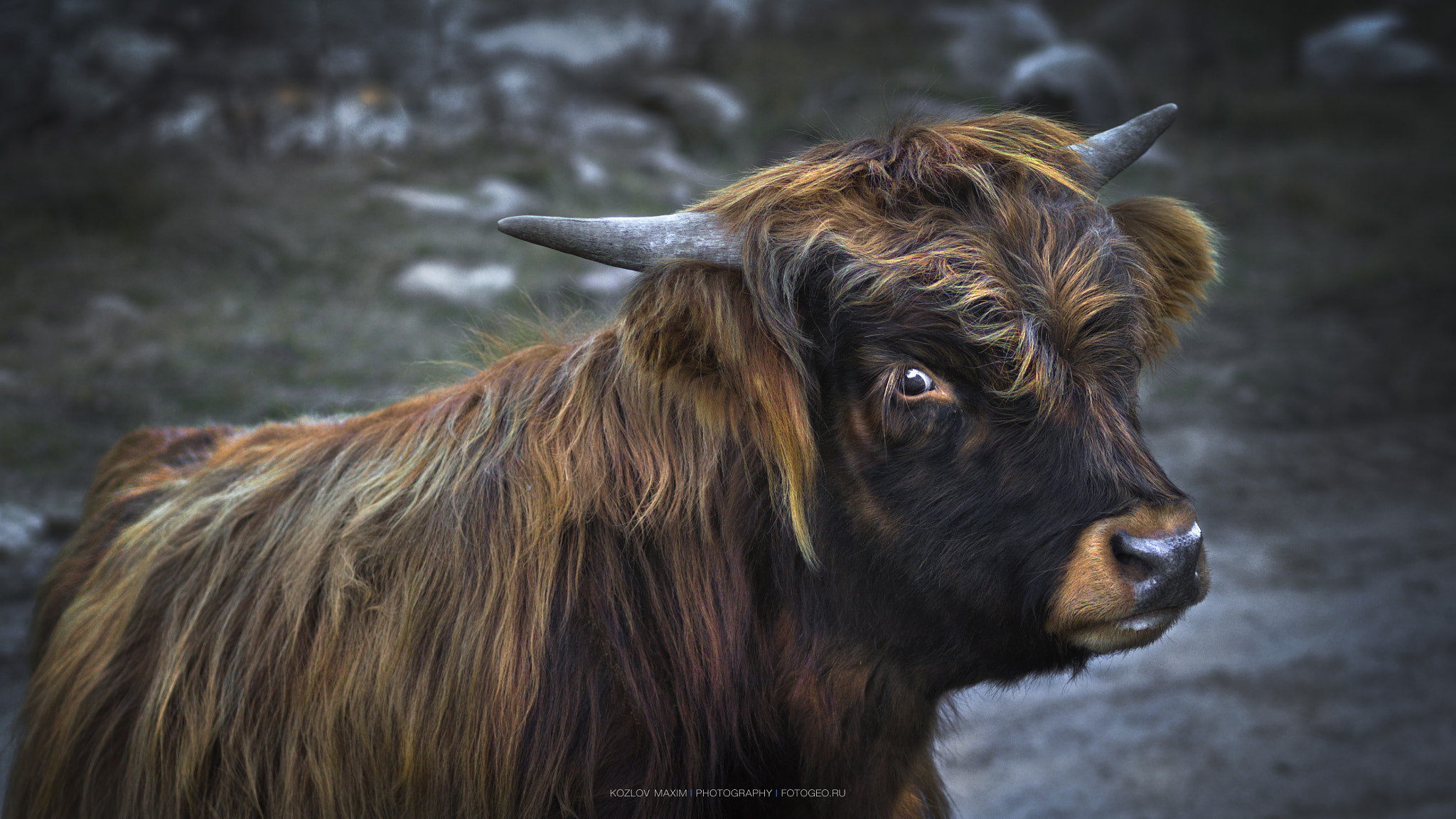 Hasselblad H4D-60 sample photo. Highiand cattle. austria. www.fotogeo.ru photography