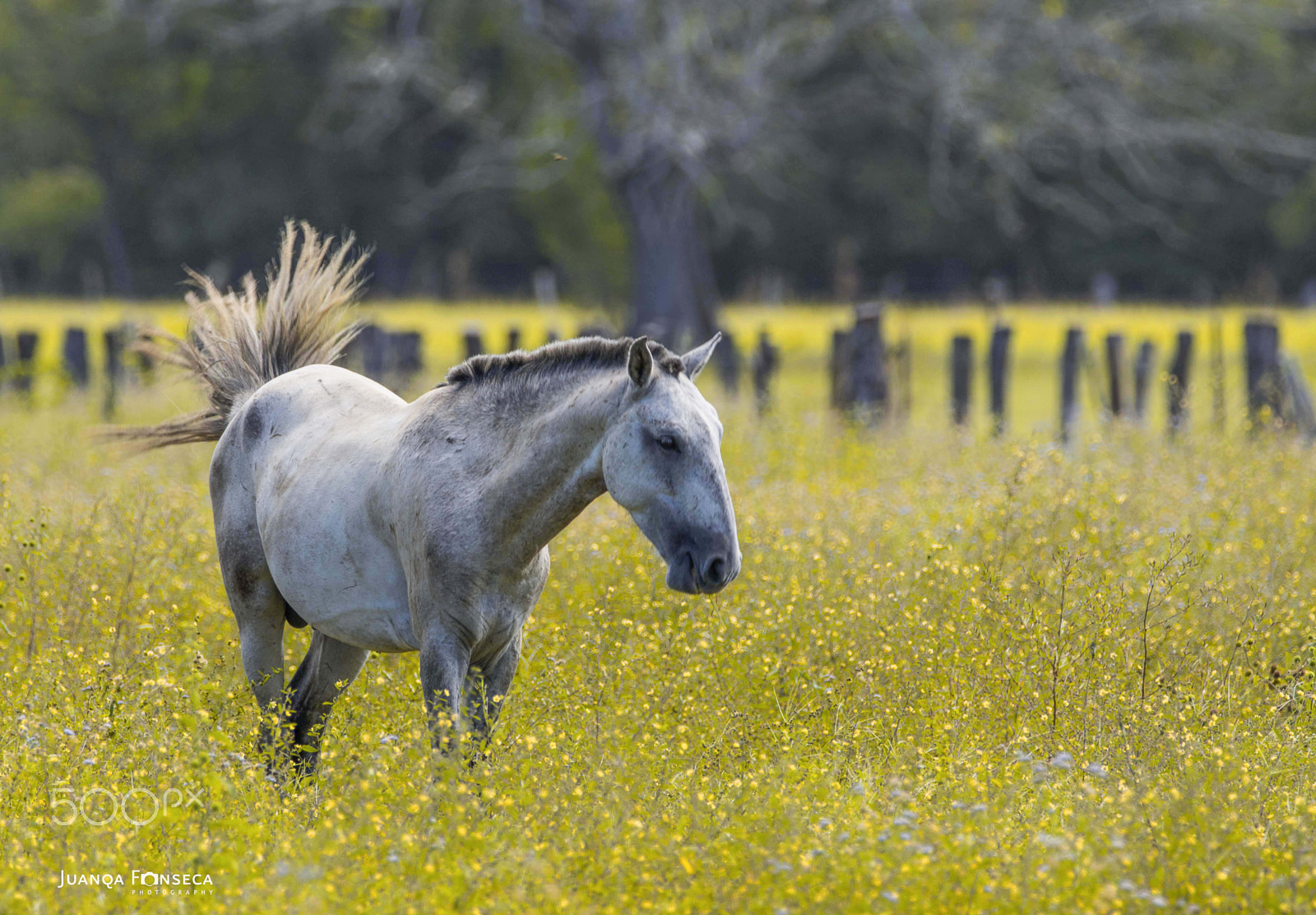 Sony ILCA-77M2 + Tamron SP 150-600mm F5-6.3 Di VC USD sample photo. Horse life photography