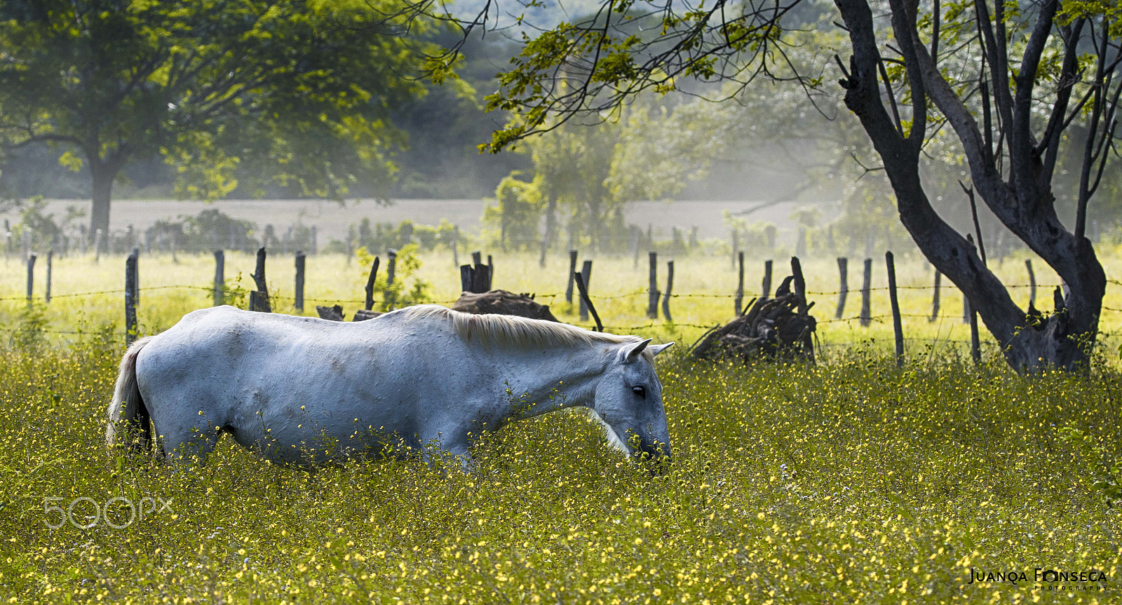 Sony ILCA-77M2 + Tamron SP 150-600mm F5-6.3 Di VC USD sample photo. Horse life photography