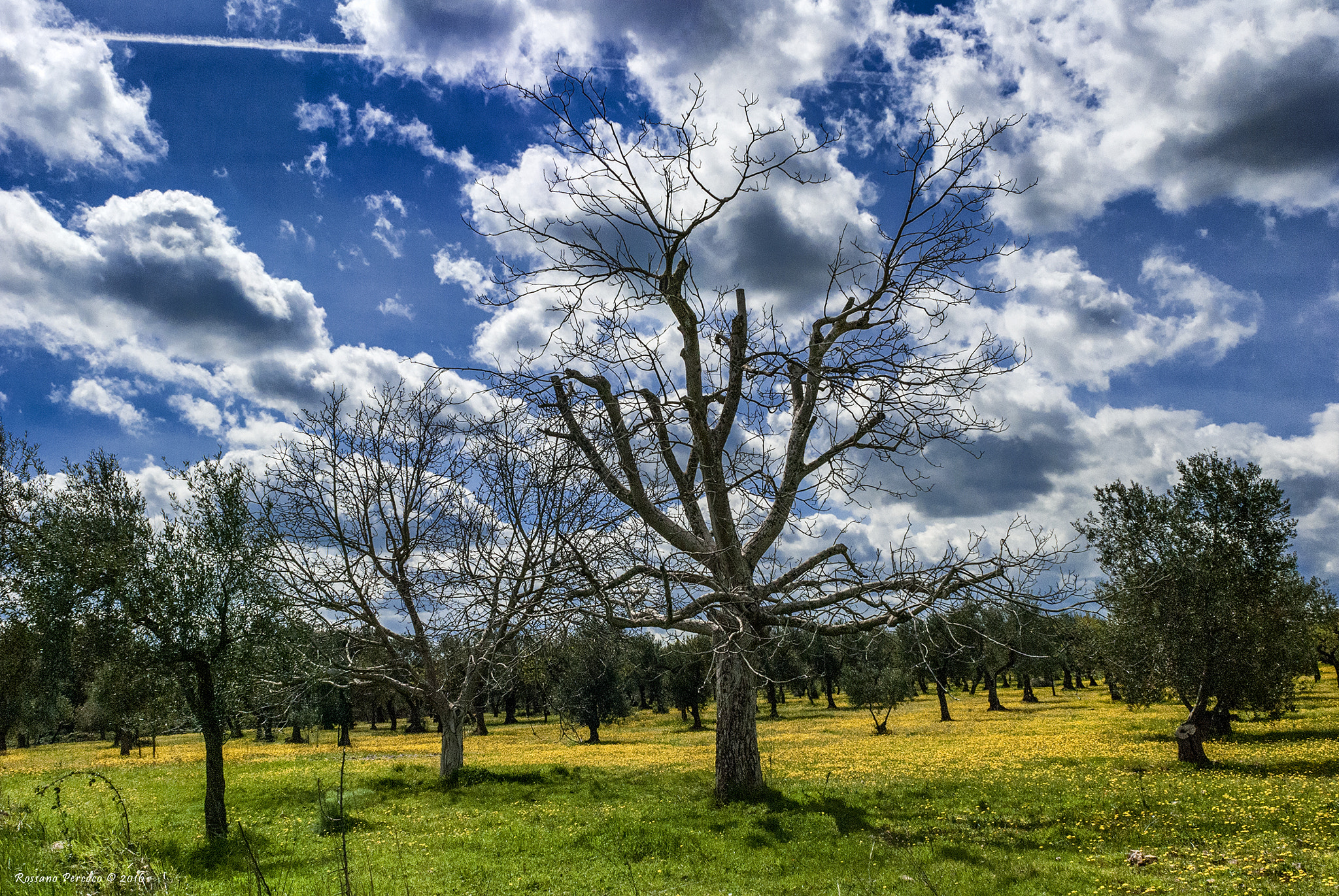 Nikon D80 + Nikon AF Nikkor 24mm F2.8D sample photo. I colori della natura in una giornata nuvolosa photography