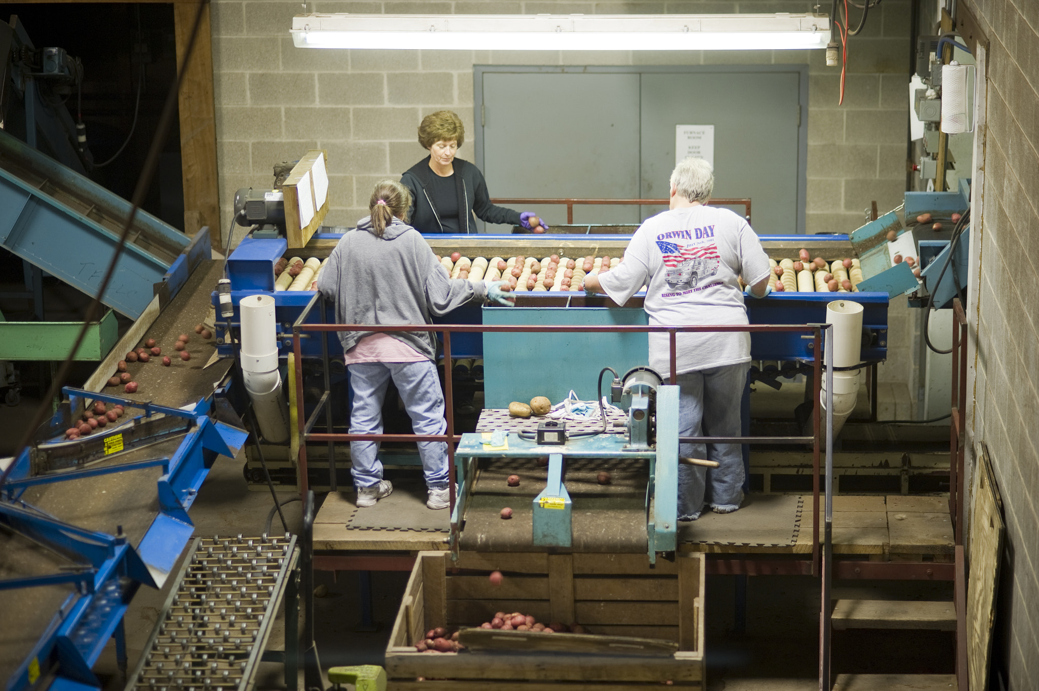 Nikon D3S + AF Nikkor 85mm f/1.8 sample photo. Potatoes being sorted photography