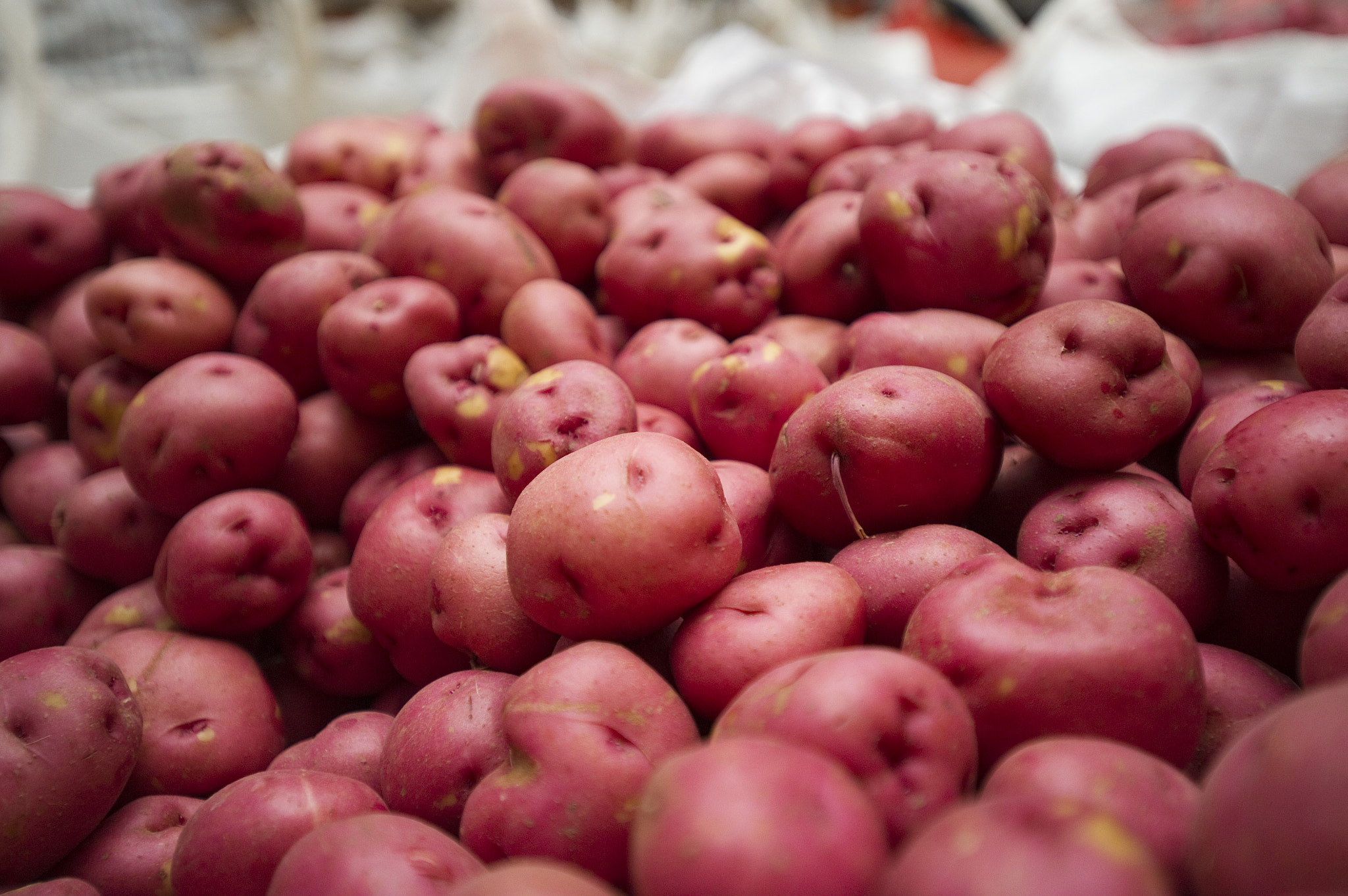Nikon D3S sample photo. Potatoes being boxed photography