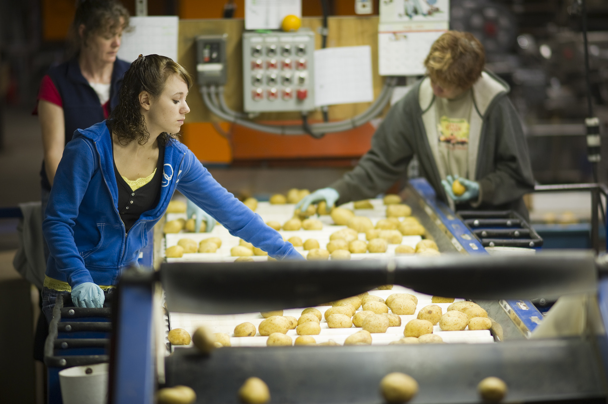 Nikon D3S + AF DC-Nikkor 135mm f/2 sample photo. Potatoes being sorted photography