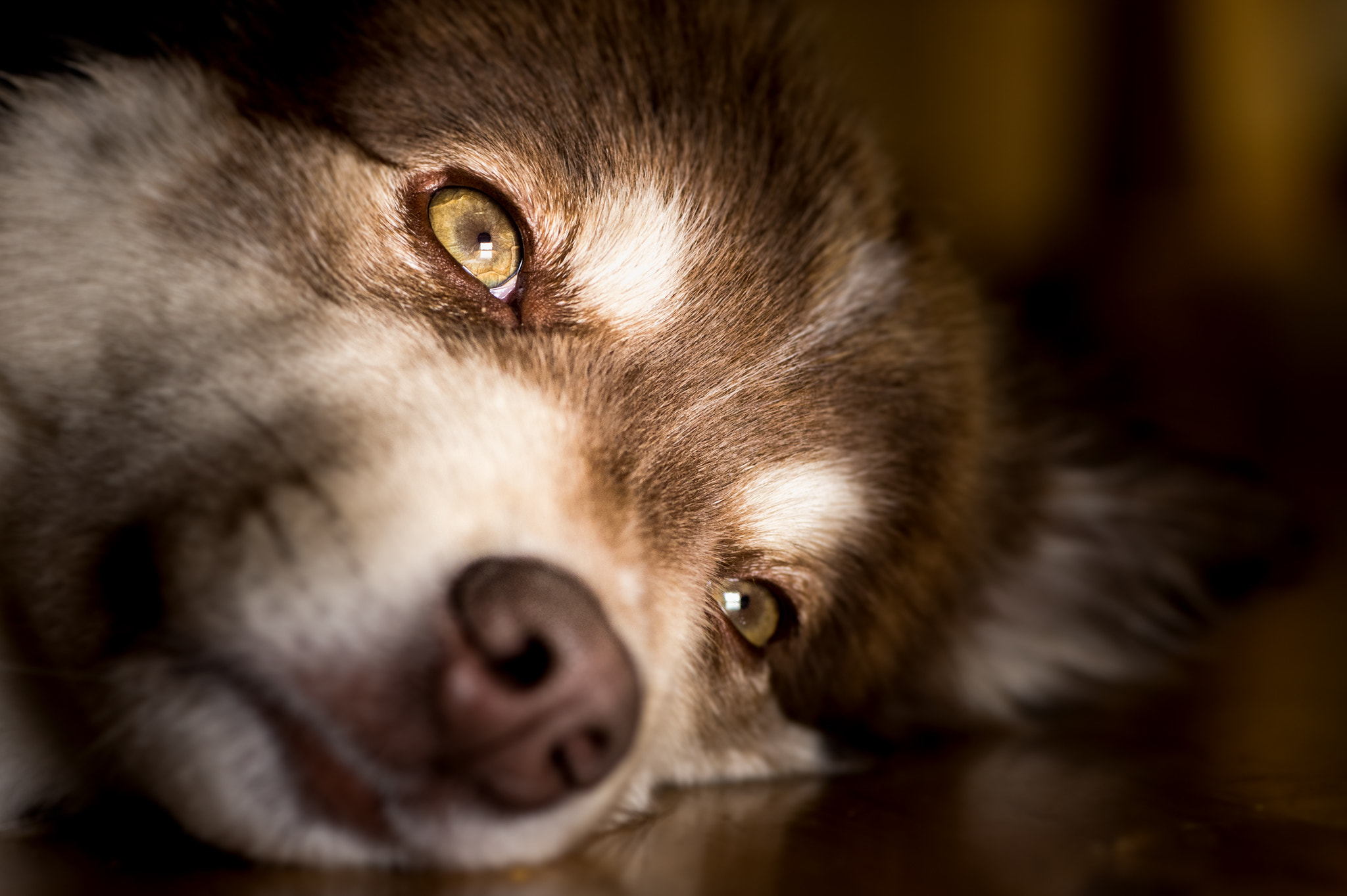 Nikon D4S sample photo. Ruska photography