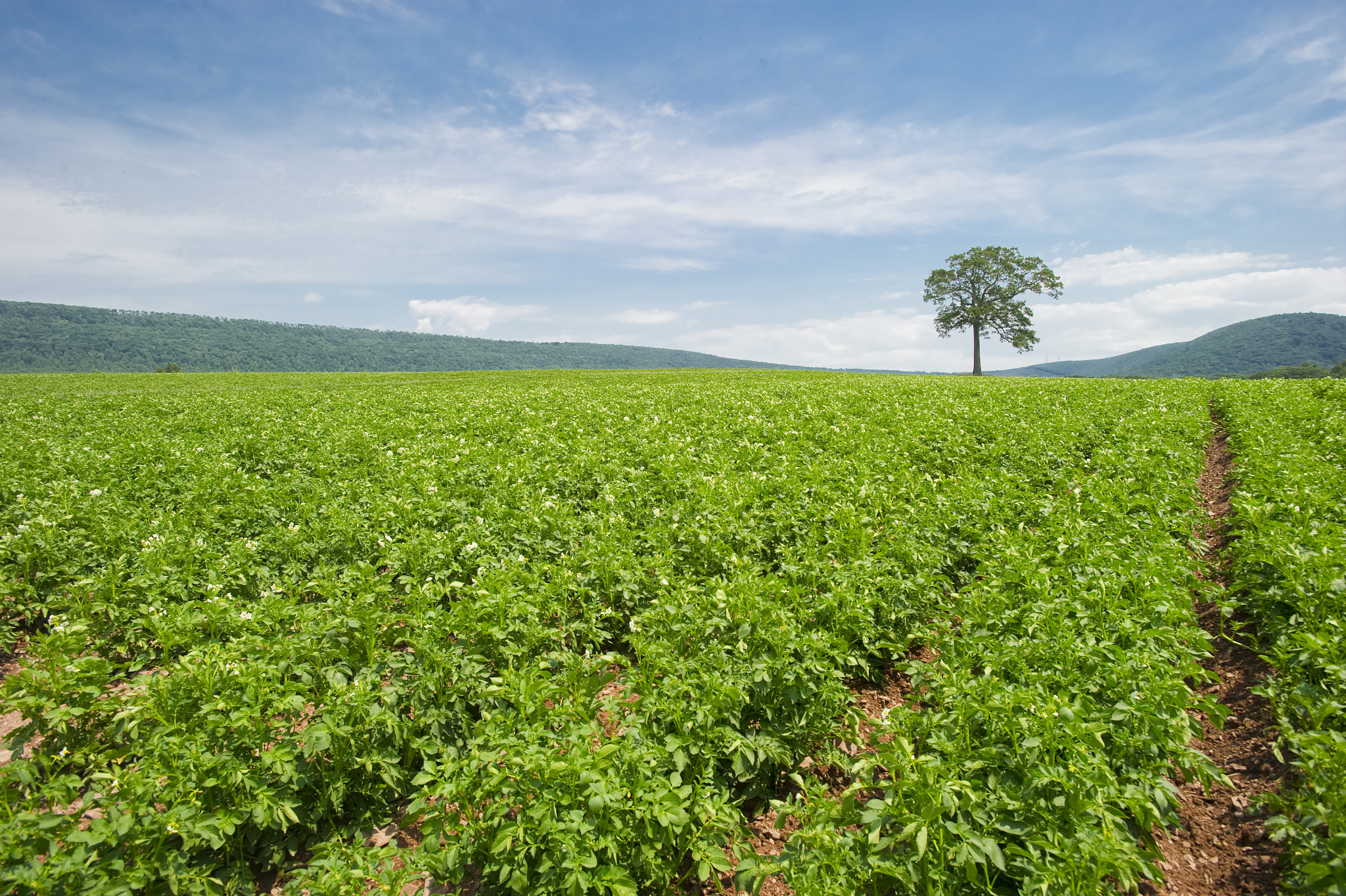 Nikon AF-S Nikkor 17-35mm F2.8D ED-IF sample photo. Tree in field of potatoes photography