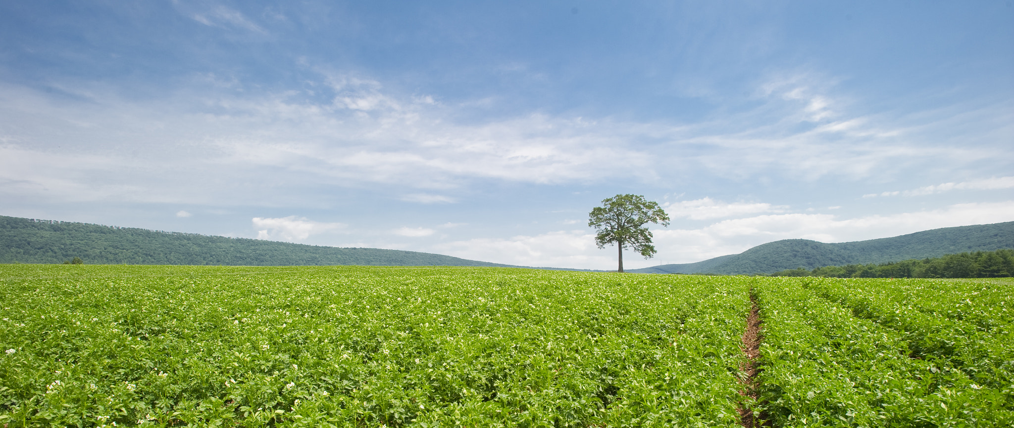 Nikon D3S sample photo. Tree in field of potatoes photography