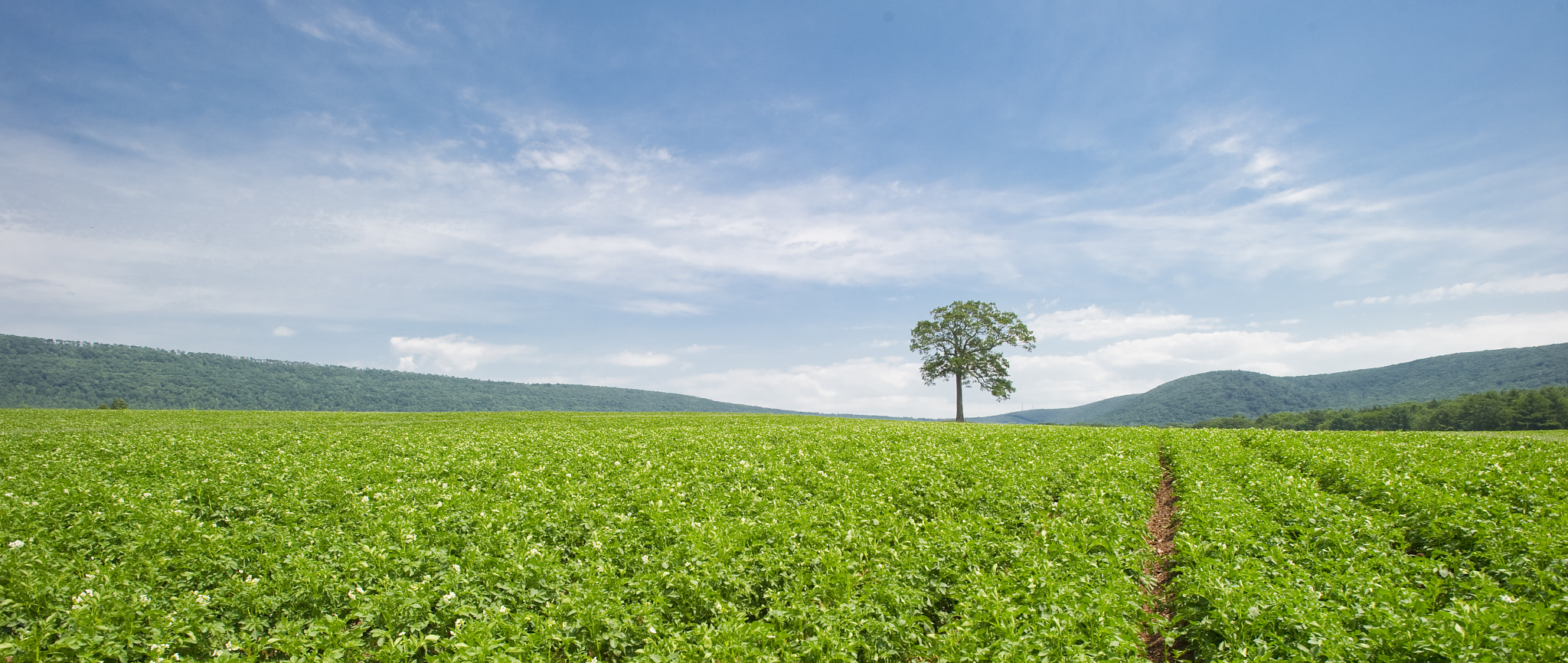Nikon AF-S Nikkor 17-35mm F2.8D ED-IF sample photo. Tree in field of potatoes photography