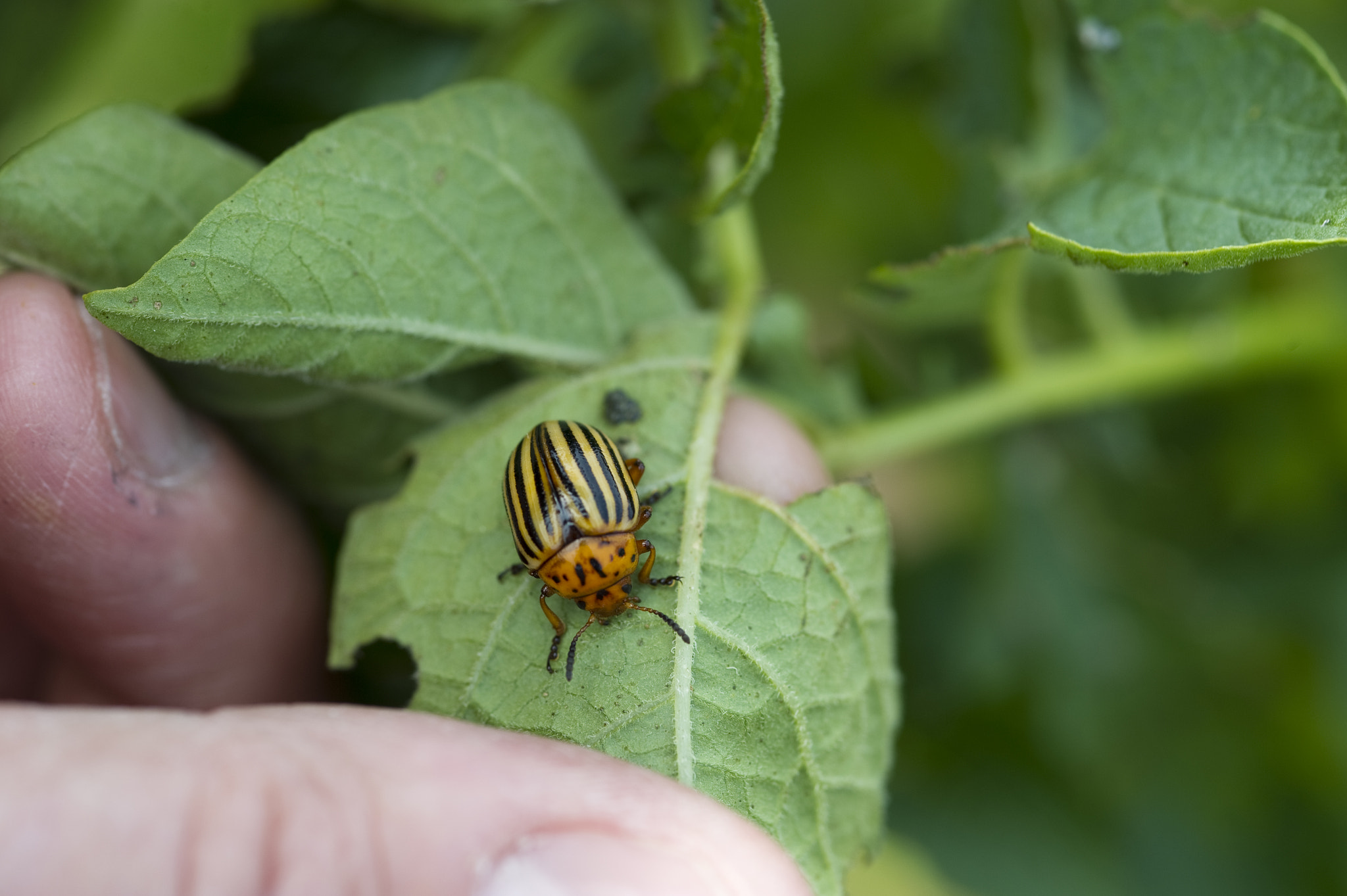 Nikon D3S sample photo. Potato beetle on leaf photography