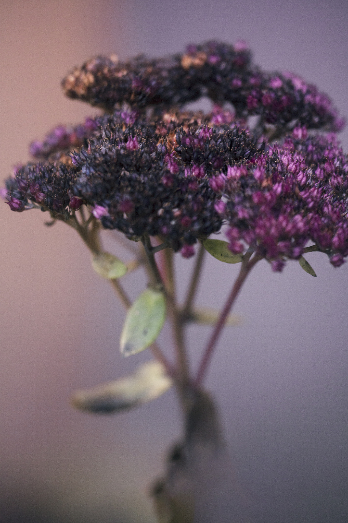Sigma APO Macro 150mm f/2.8 EX DG HSM sample photo. Waltz#2 photography