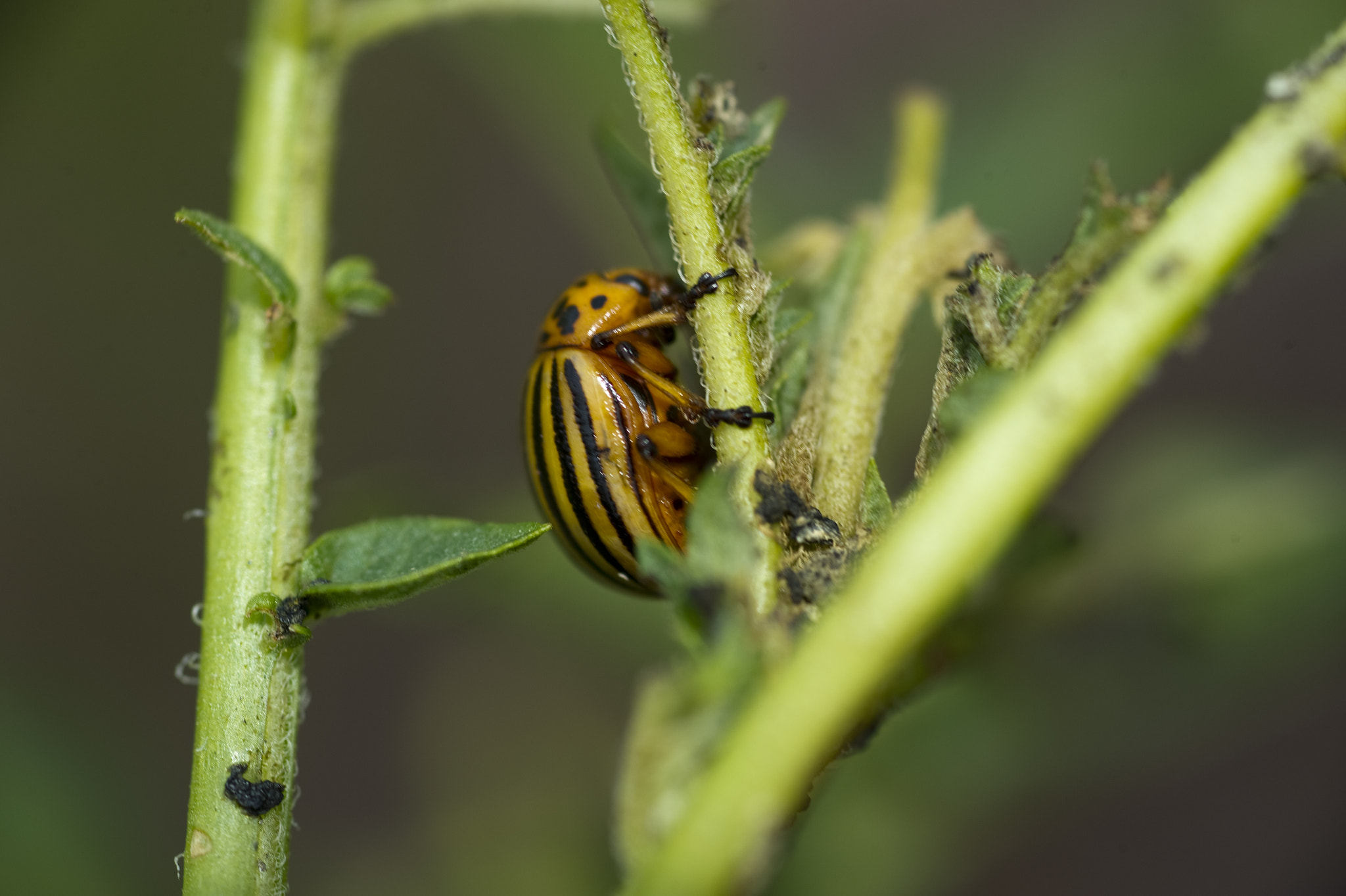 Nikon D3S sample photo. Potato beetle on stem photography