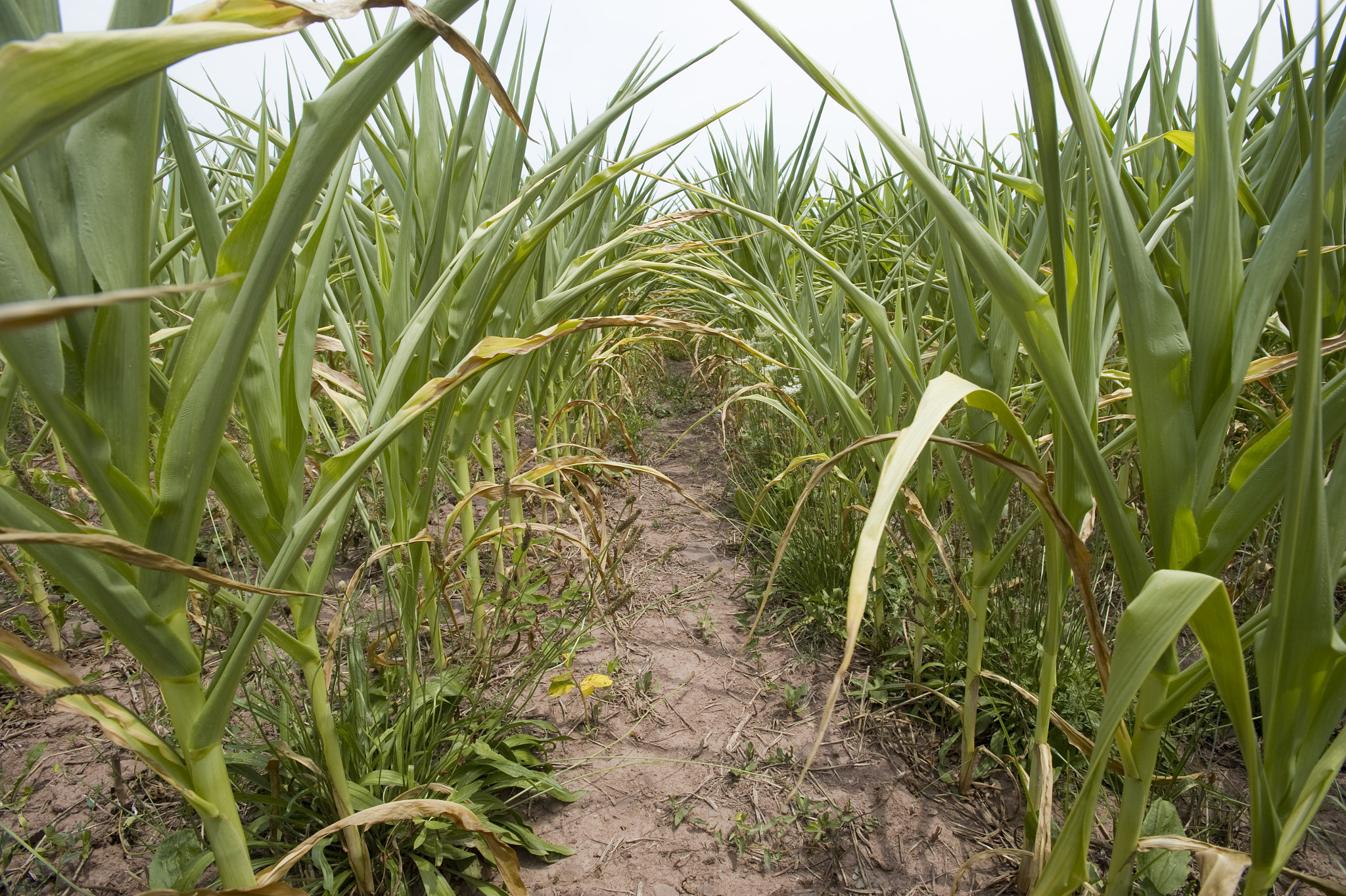 Nikon AF-S Nikkor 17-35mm F2.8D ED-IF sample photo. Drought-stressed corn photography