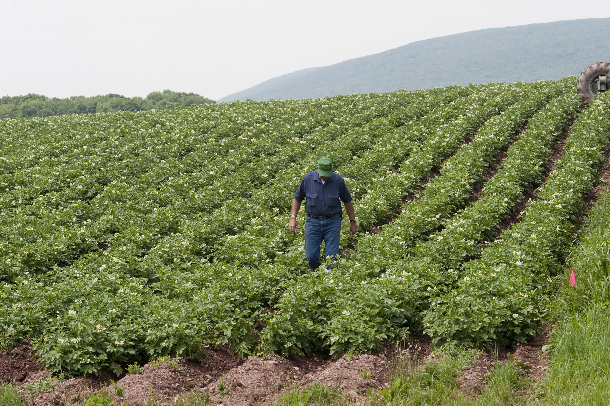 Nikon D700 + AF DC-Nikkor 135mm f/2 sample photo. Farmer in field of potatoes photography